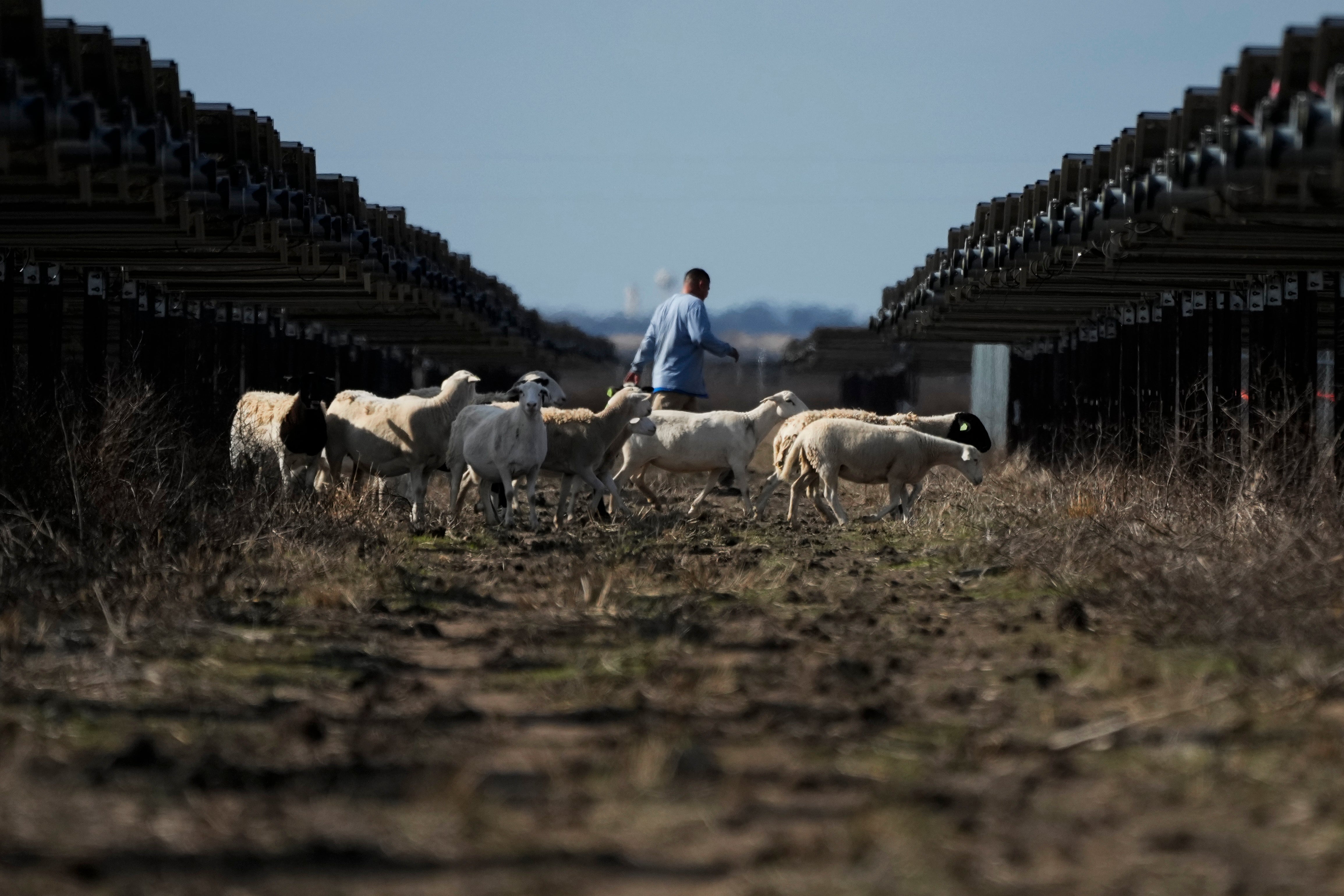Sheep walk near solar panels at a farm in Texas