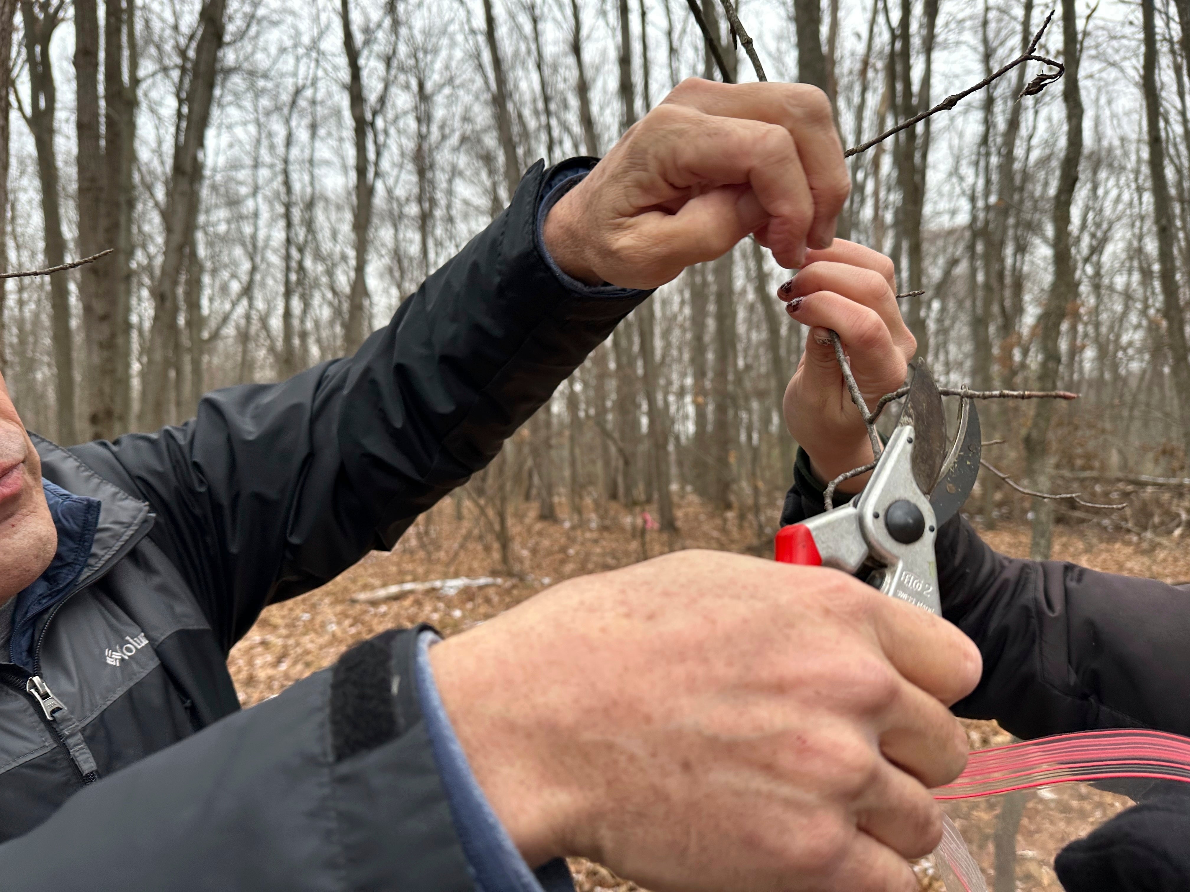 Apples-Fighting Frost