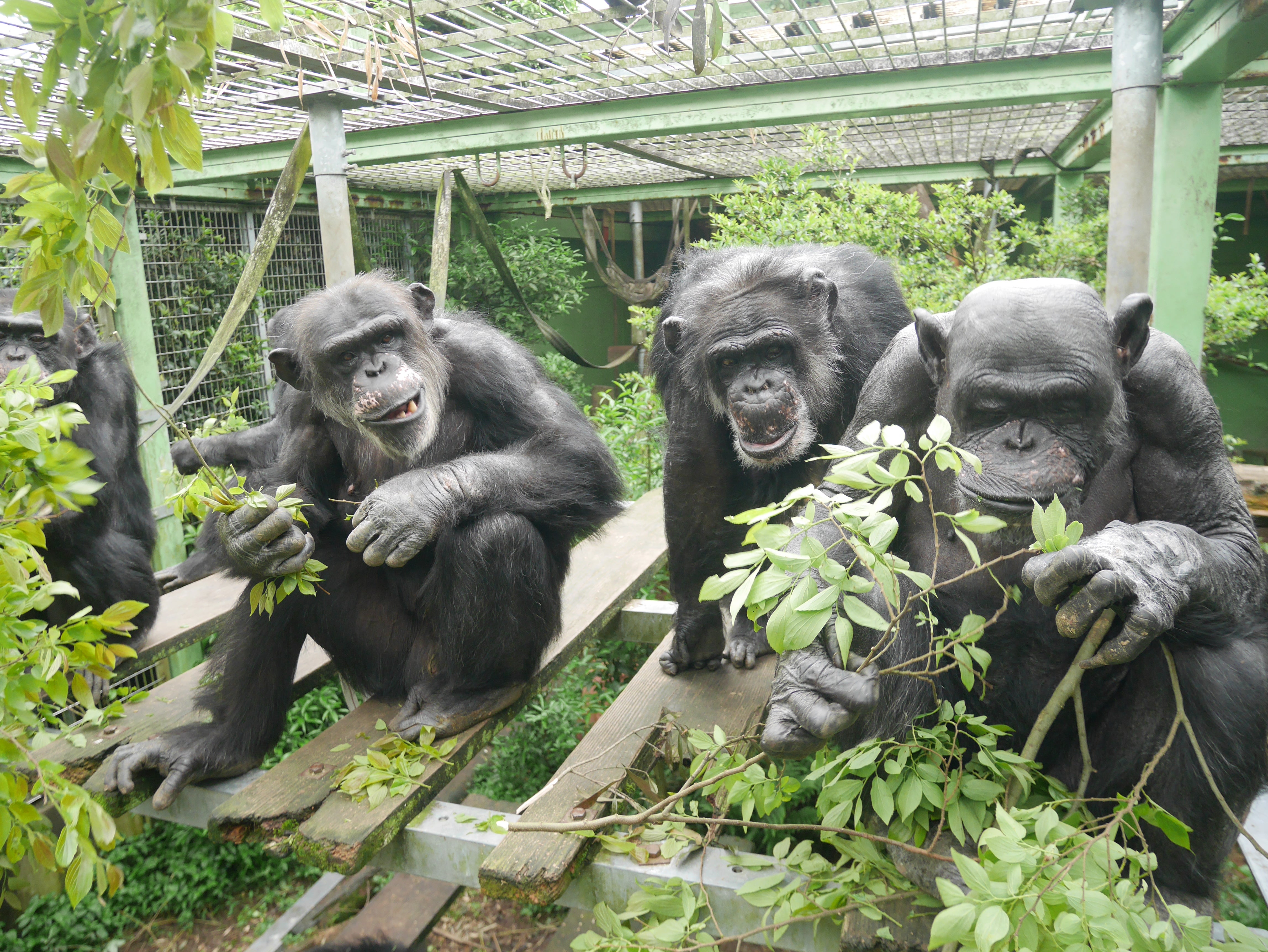 Three chimpanzees sit in an enclosure at Kyoto’s Kumamoto Sanctuary, holding leafy branches. Japanese researchers said Monday that they are the first to describe a phenomenon researchers refer to as ‘contagious urinations’ in humans’ closest living relatives