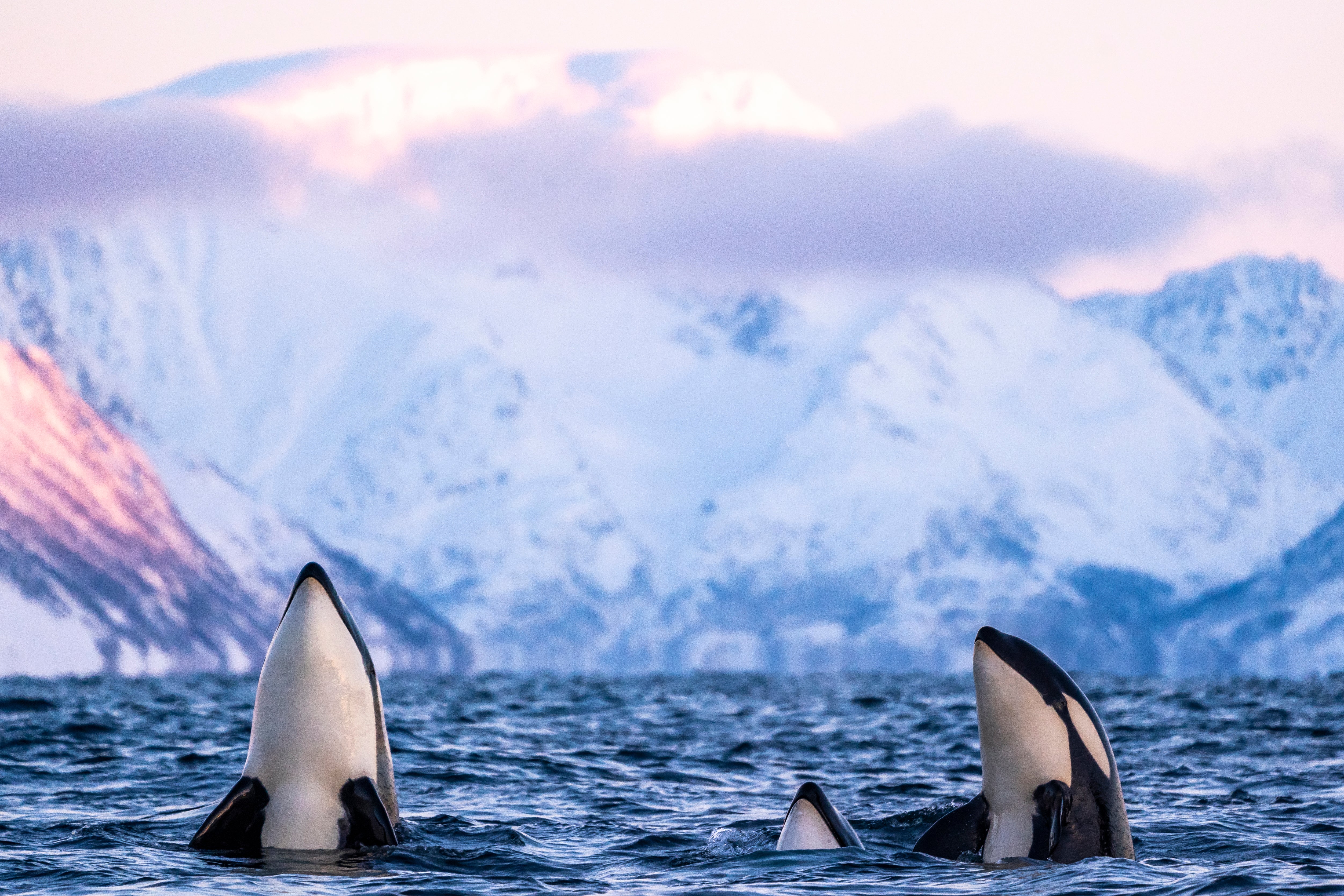 From orcas, giant humpbacks, porpoises and seals, to otters, reindeer and eagles, you can enjoy a sea-based safari on a Hurtigruten cruise around the stunning Norwegian coast