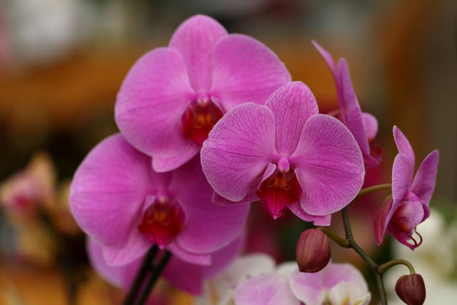 <p>Orchids are surprisingly simple to look after</p>