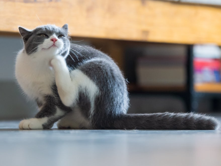 Scotland’s first minister has been forced to knock down reports that the government is considering banning cats.