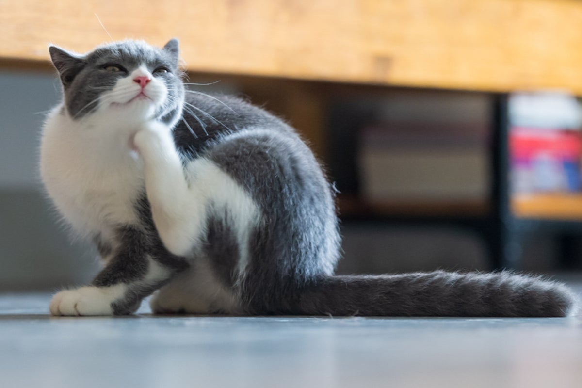 The TikTok ‘hacks’ that could be putting your pet’s life at risk The TikTok ‘hacks’ that could be putting your pet’s life at risk