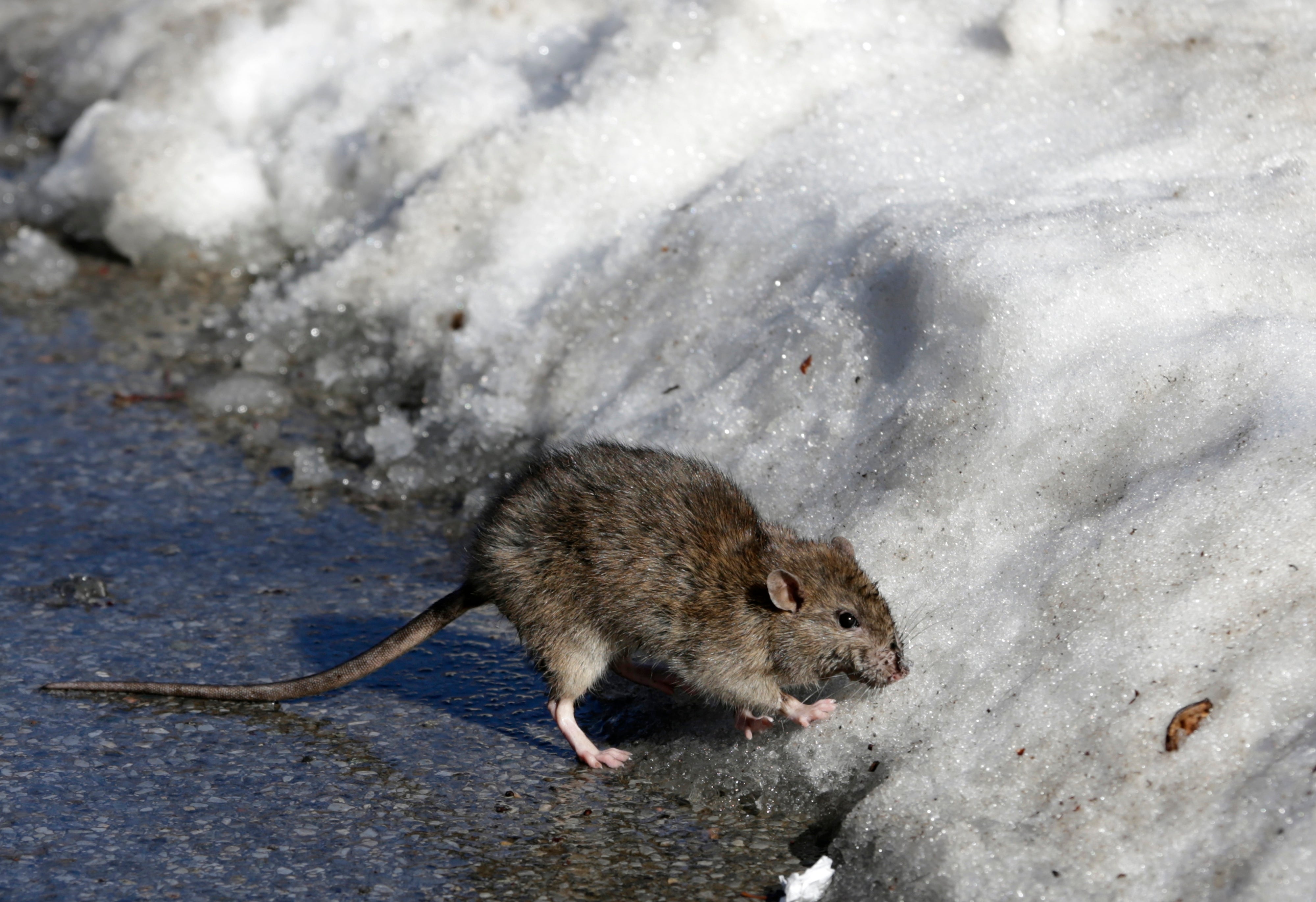 A rat is seen in Central Park in New York