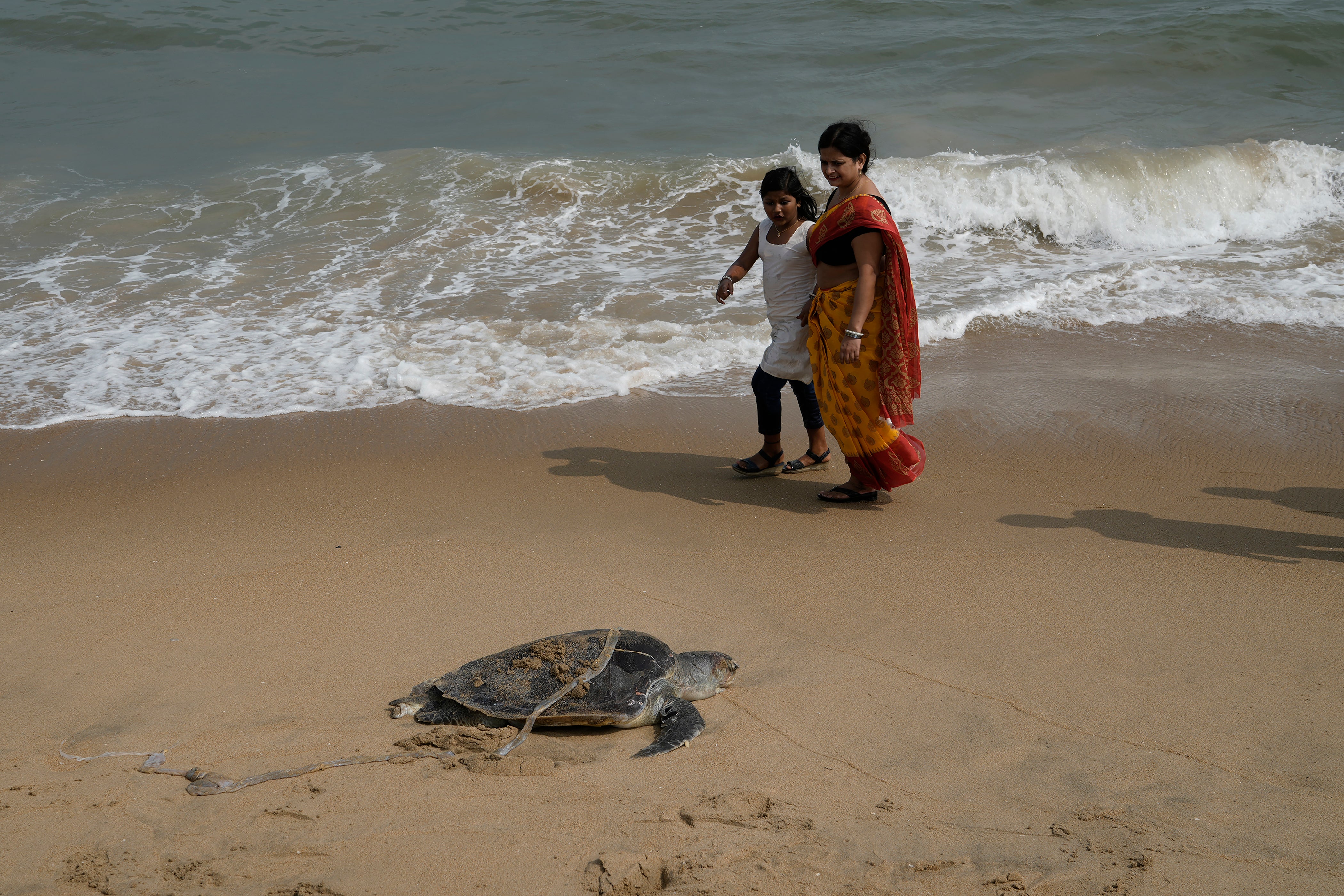 India Turtle Deaths