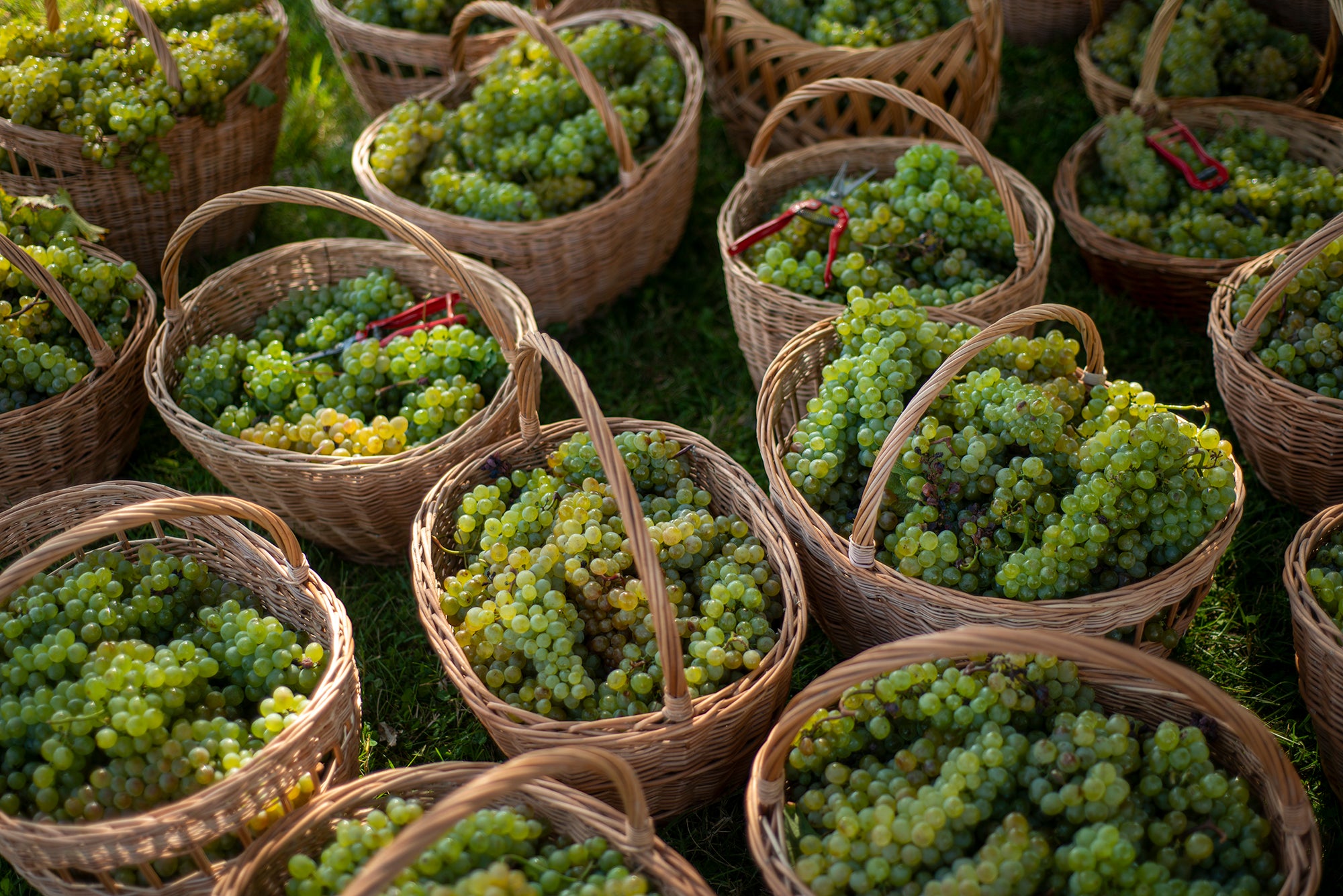 Wine is a source of national pride in Georgia