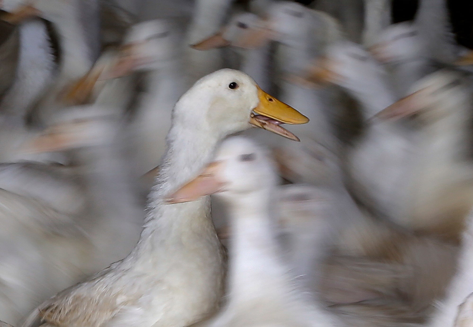 Long Island ducks used as breeding stock at Crescent Duck Farm, move around a barn, in Aquebogue, New York, last October. The continued spread of bird flu has driven a culling of about 100,000 birds at the now-quarantined barns there. But, how the nation will handle the continued surge of the virus remains up in the air