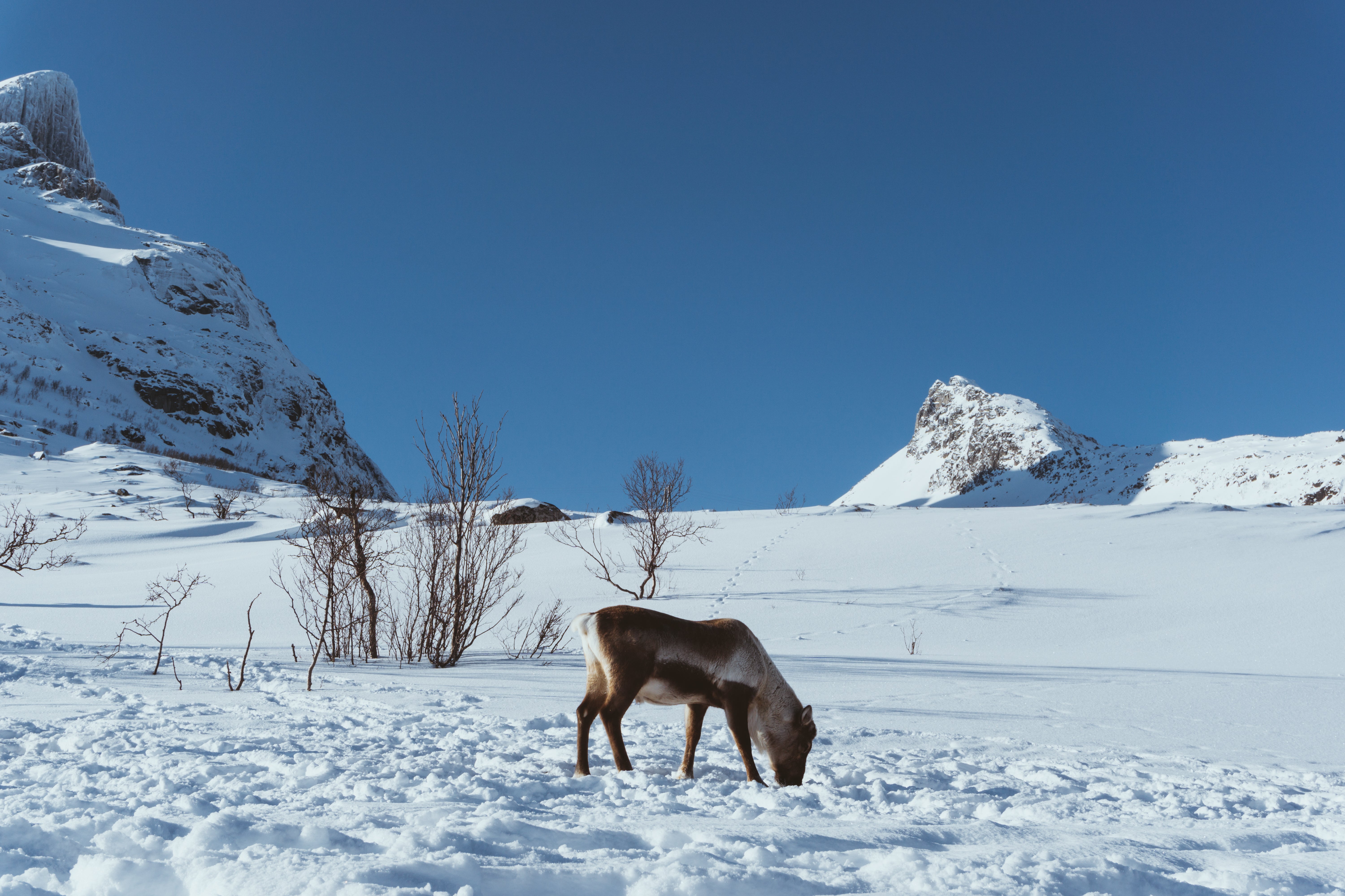 On the island of Kvaløya, you can spot reindeer on their annual migration to find greener pastures