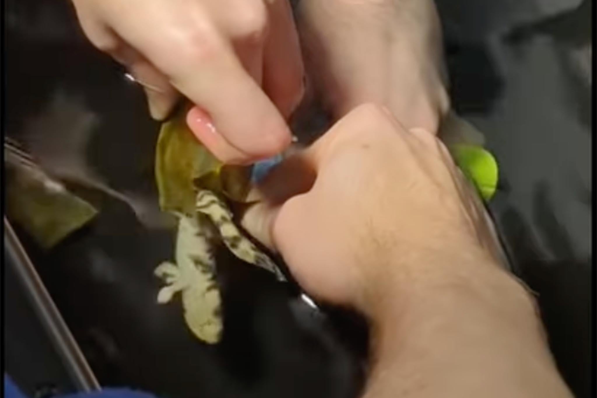 The swell shark pup hatched January 3 and aquarists are overjoyed at the mystery arrival