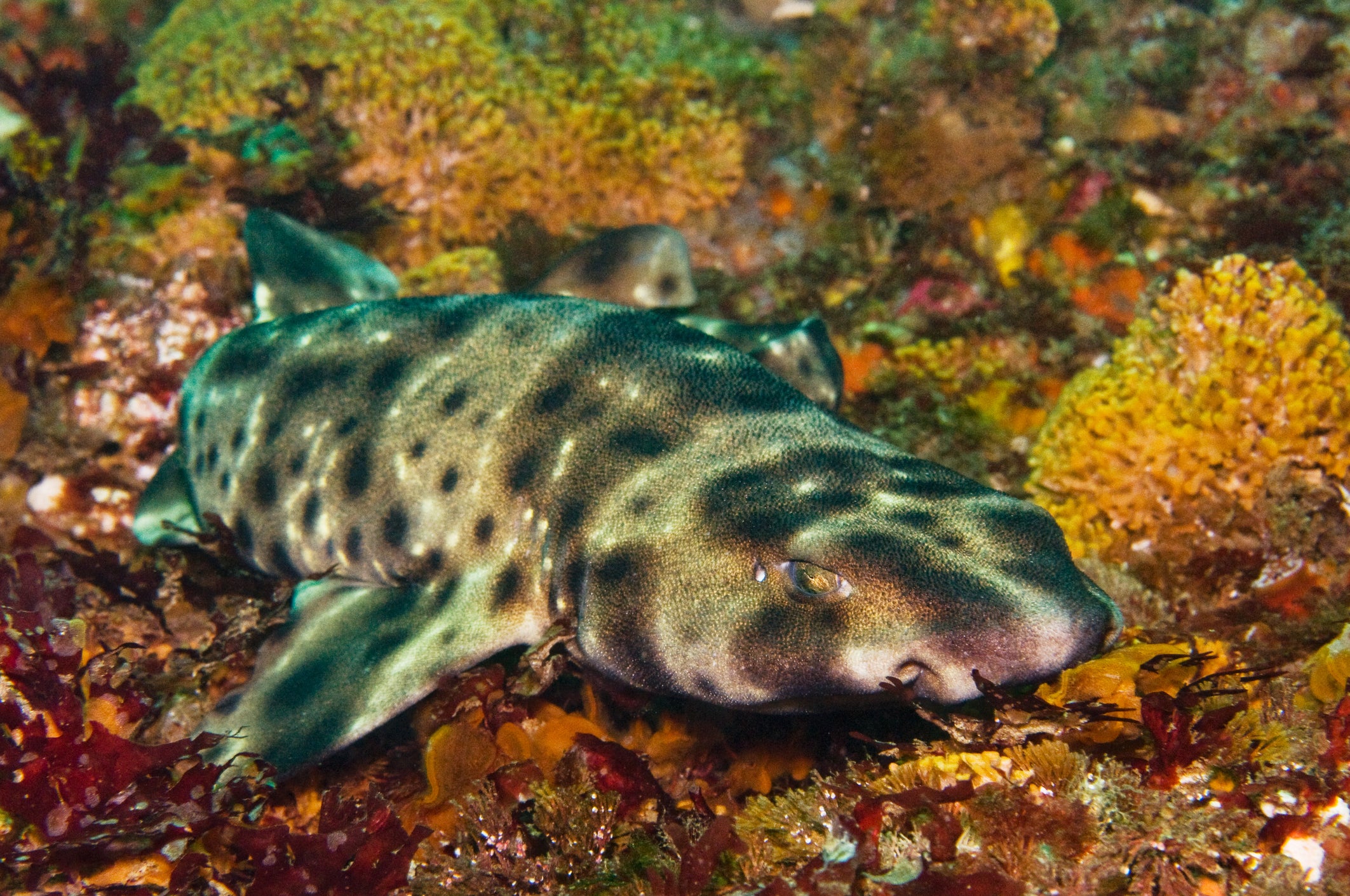 The swell shark pup – which may eventually grow to three feet – hatched January 3 and aquarists are overjoyed at the mystery arrival