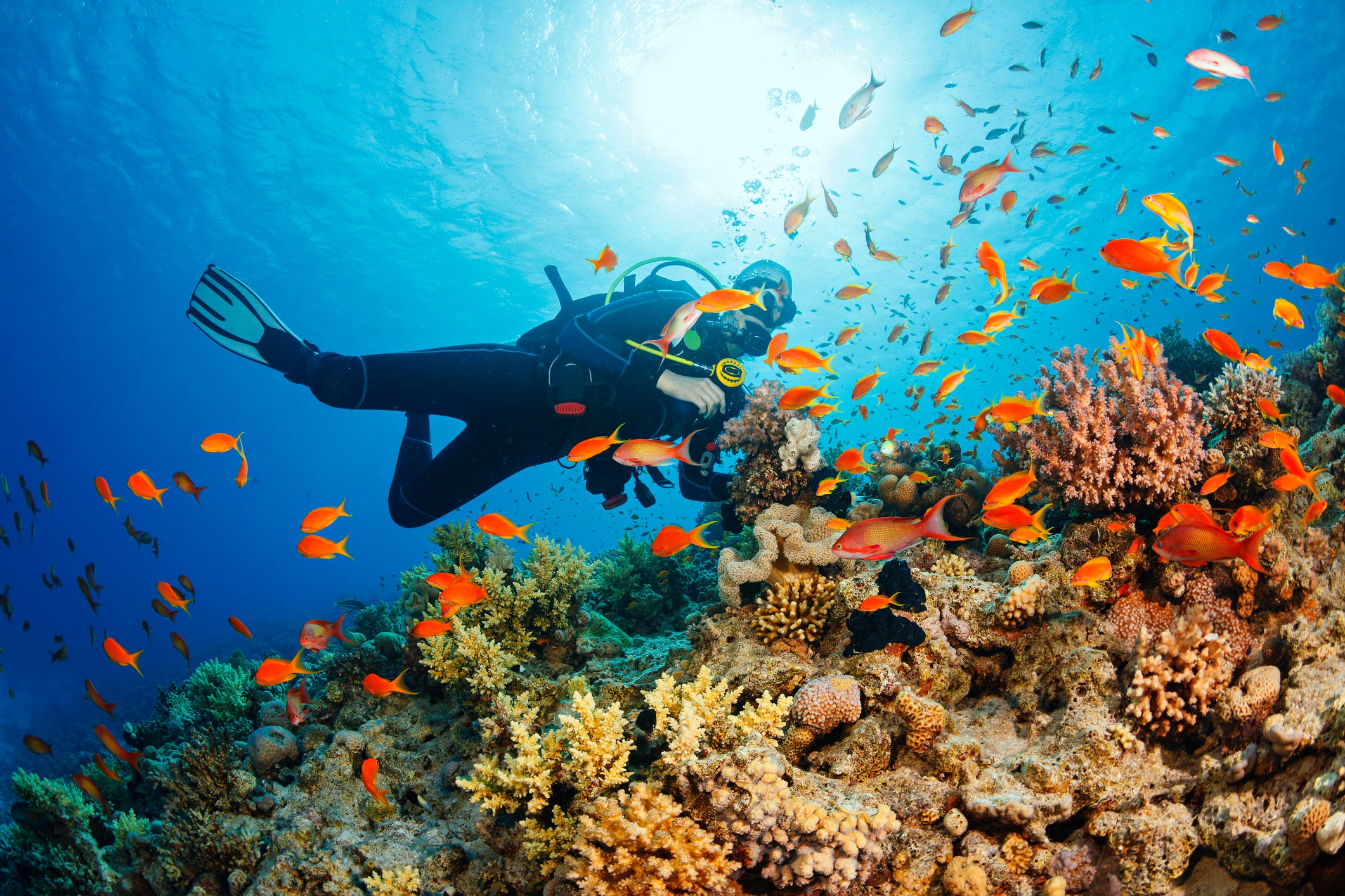 A woman scuba dives around a coral reef. Reefs and their inhabitants are declining amid record ocean temperatures