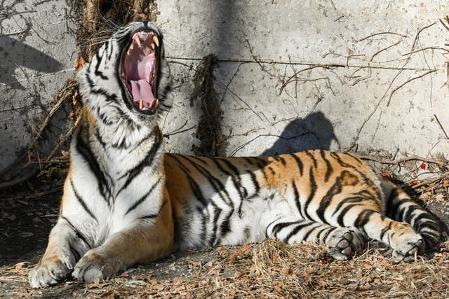 <p>A Siberian tiger at the Beijing Zoo </p>