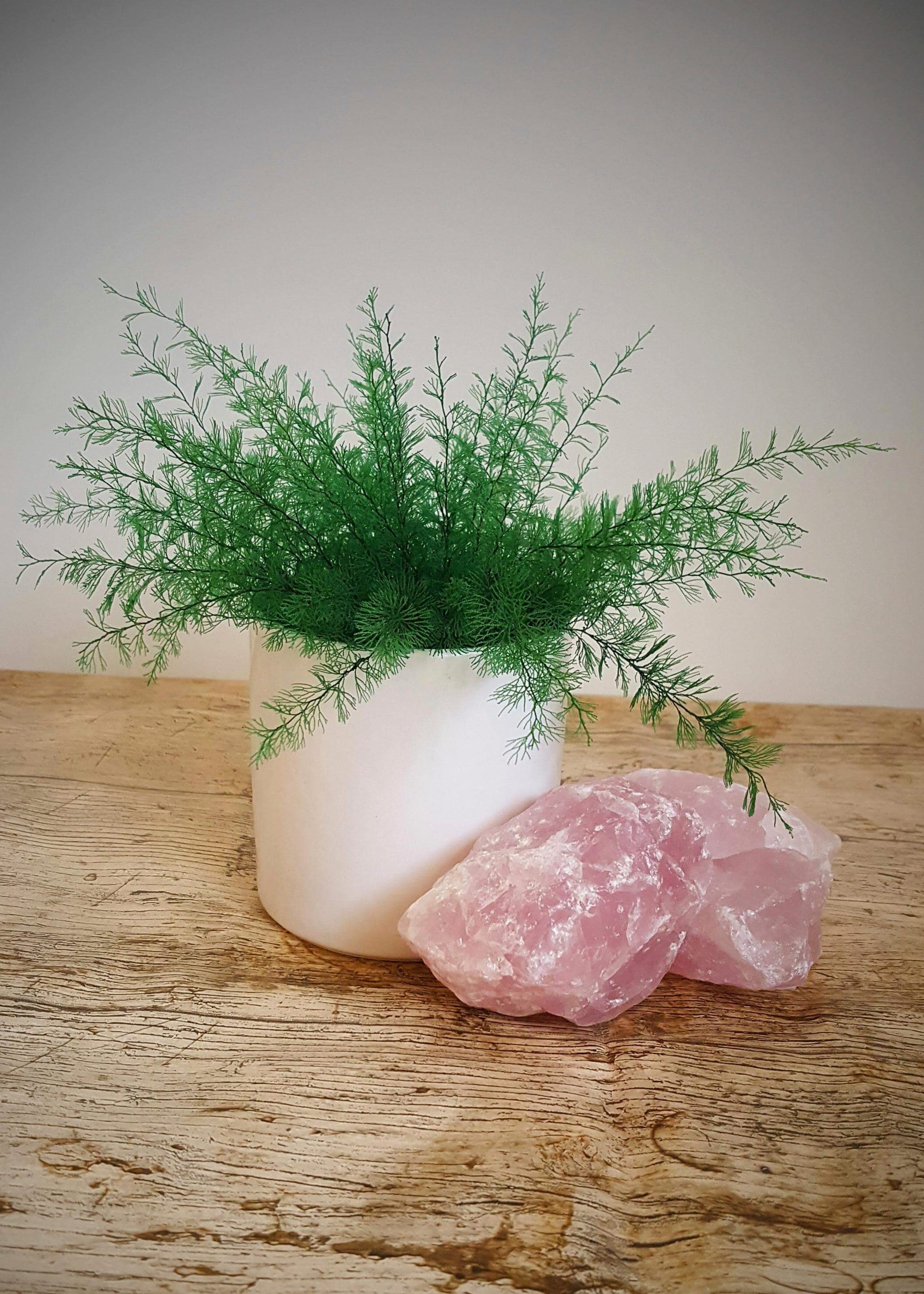 Gardening-Office Plants