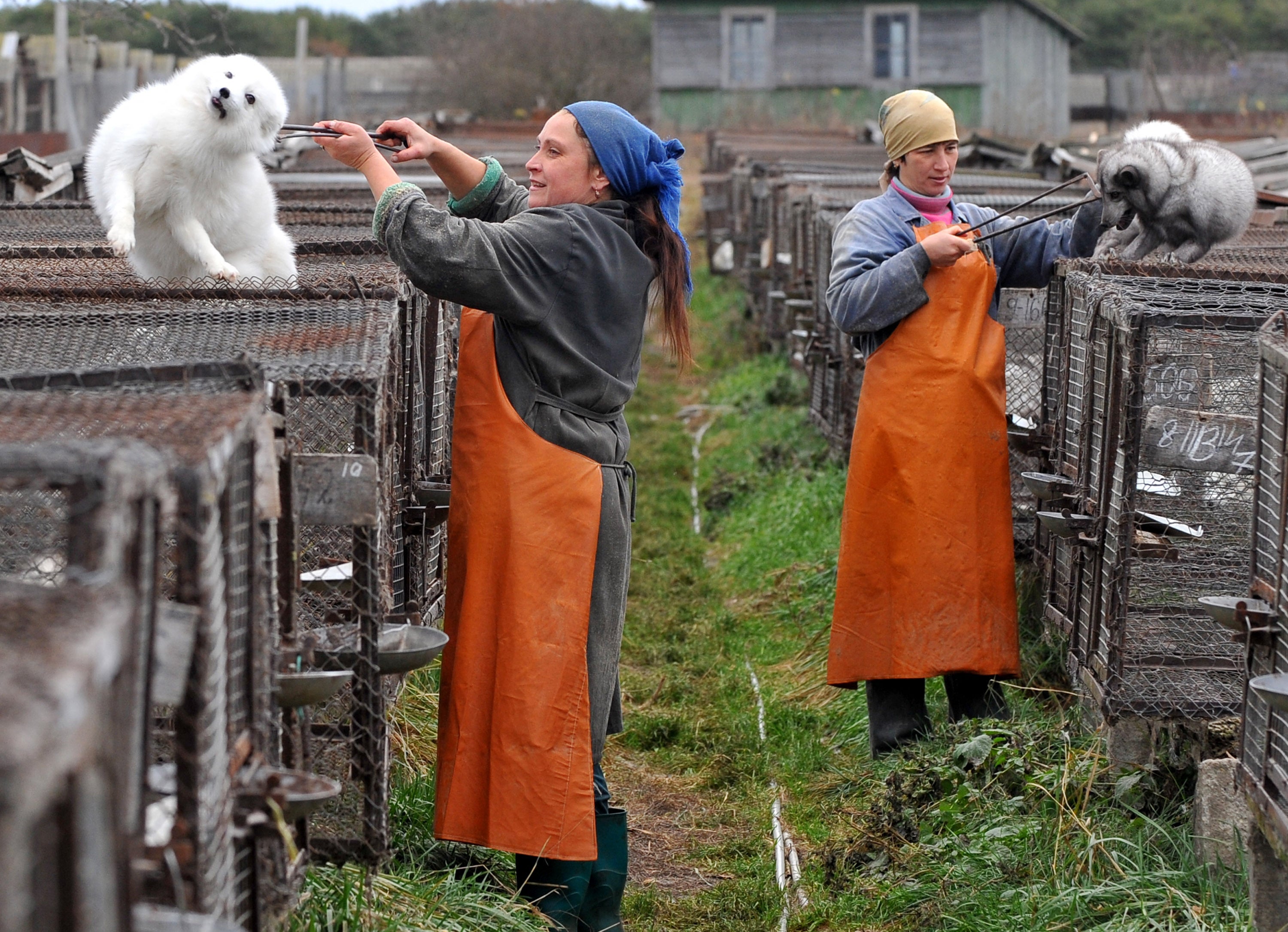 Blue foxes are picked from their cages with tongs around their necks at fur farms in countries such as Belarus