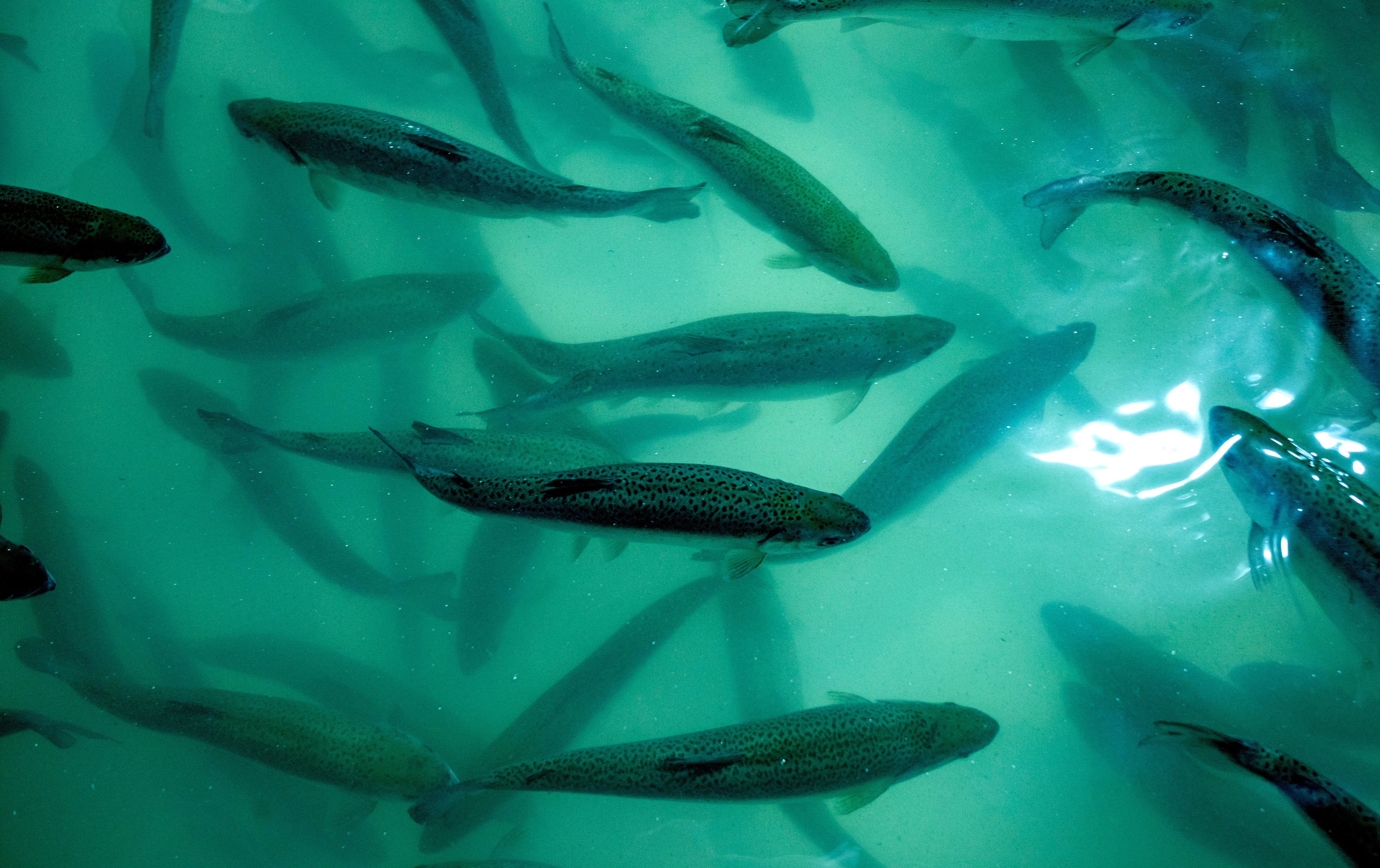 Donating Tons of Salmon