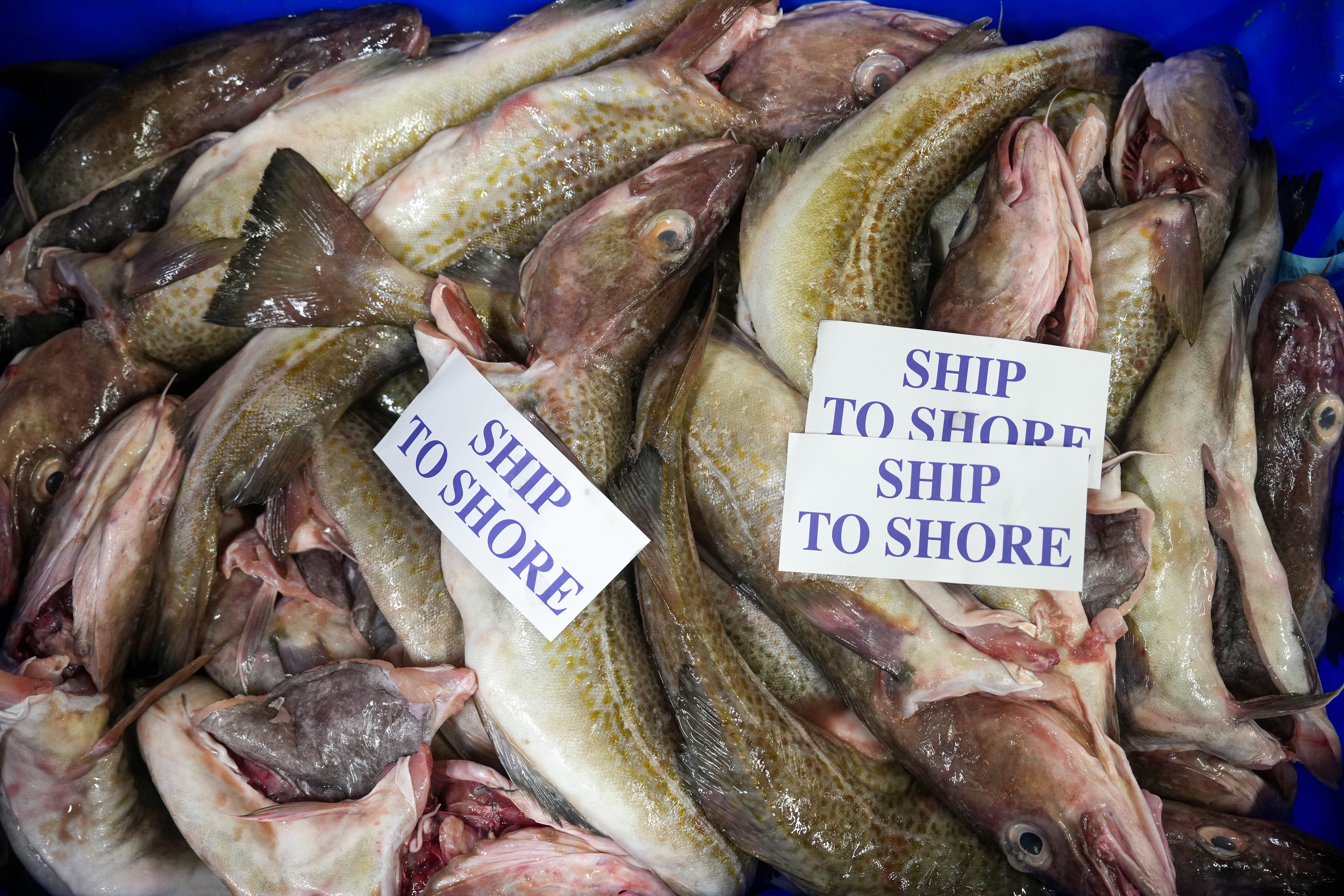 Cod fish wait to be bought in the early morning auction at Grimsby Fish Market on January 29, 2025 in Grimsby, England