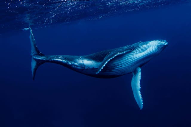 Humpback whales are found in oceans around the world (Alamy/PA)