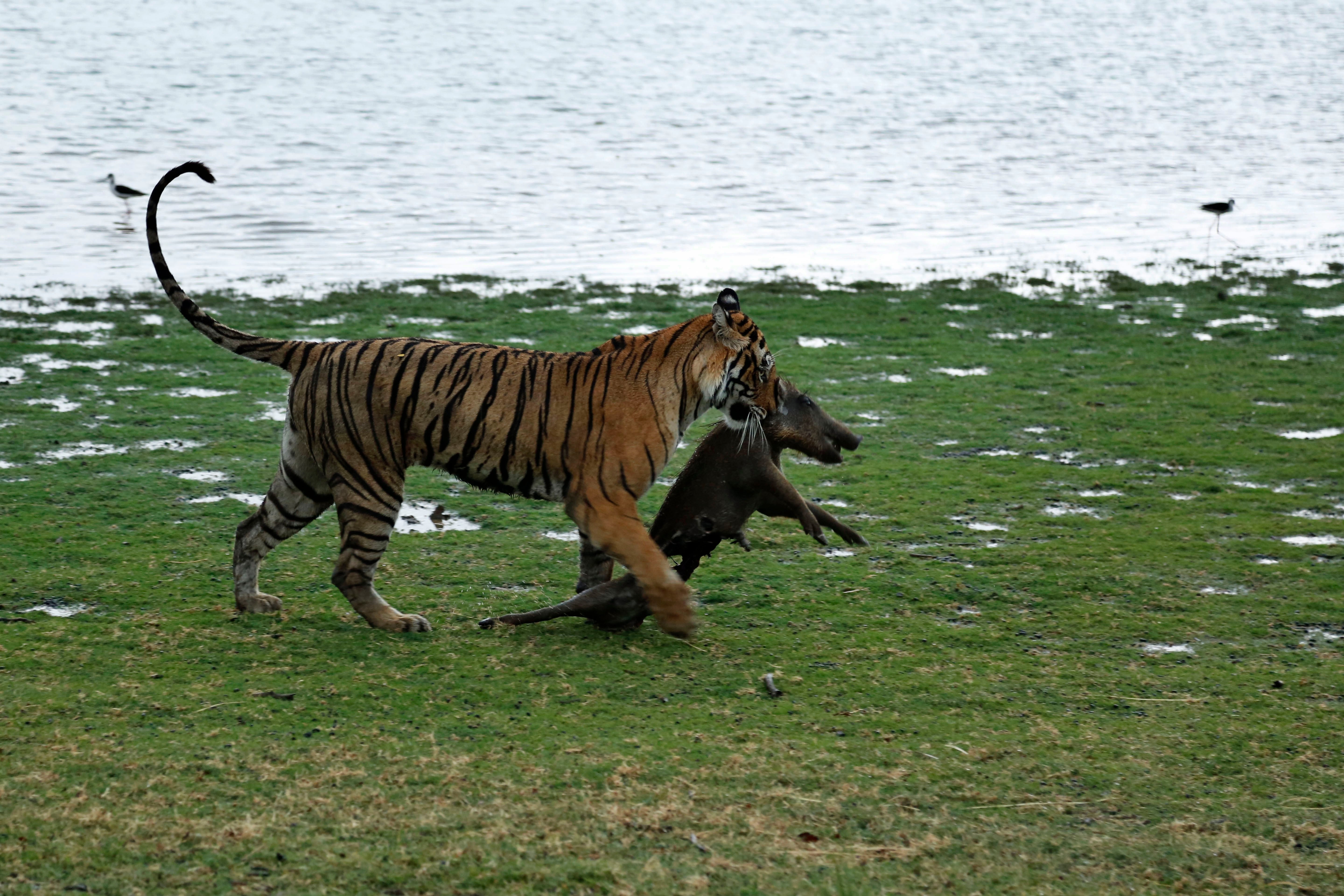 India Tiger Population