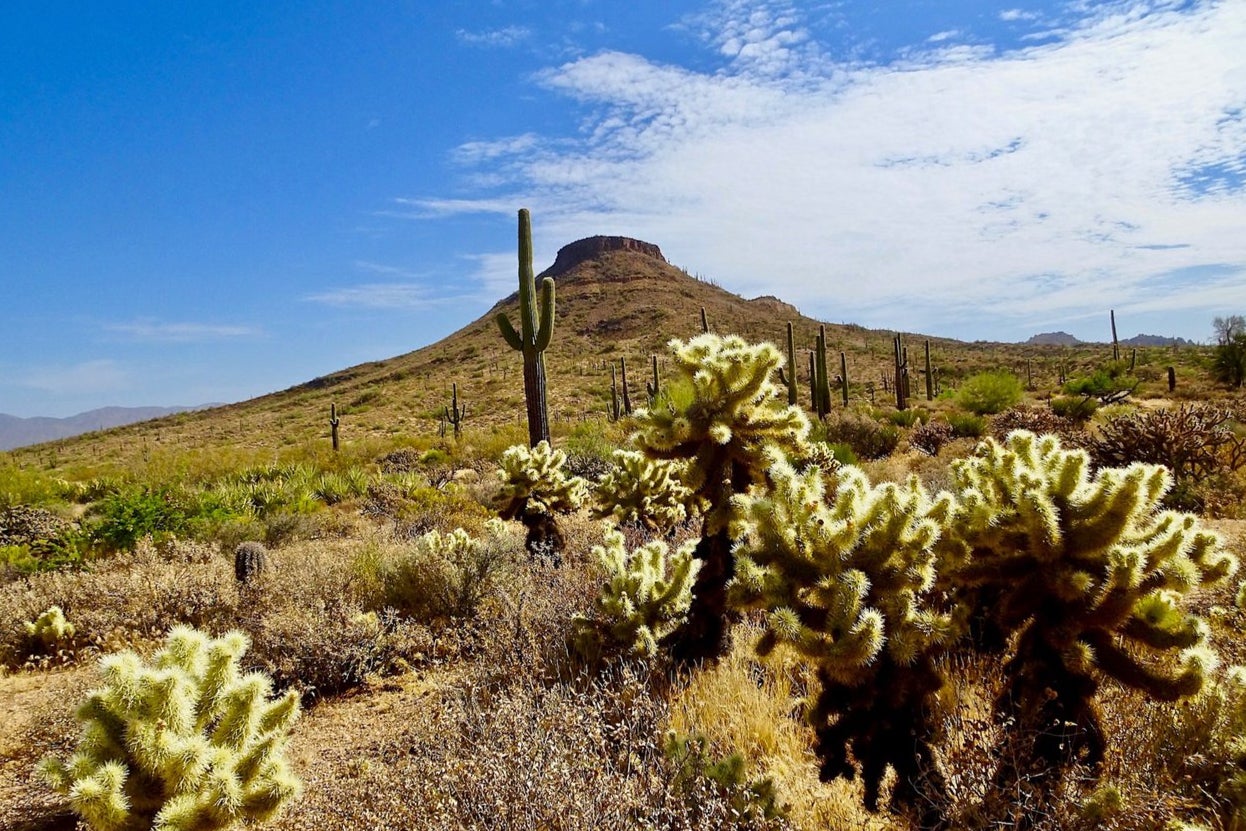 Looking sharp: the desert landscape close to Scottsdale, complete with its venerated saguaro cactus