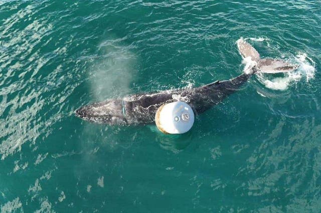 Efforts are continuing to free a whale that became entangled in rope at a fish farm off Skye (Anthony Rigell/PA)