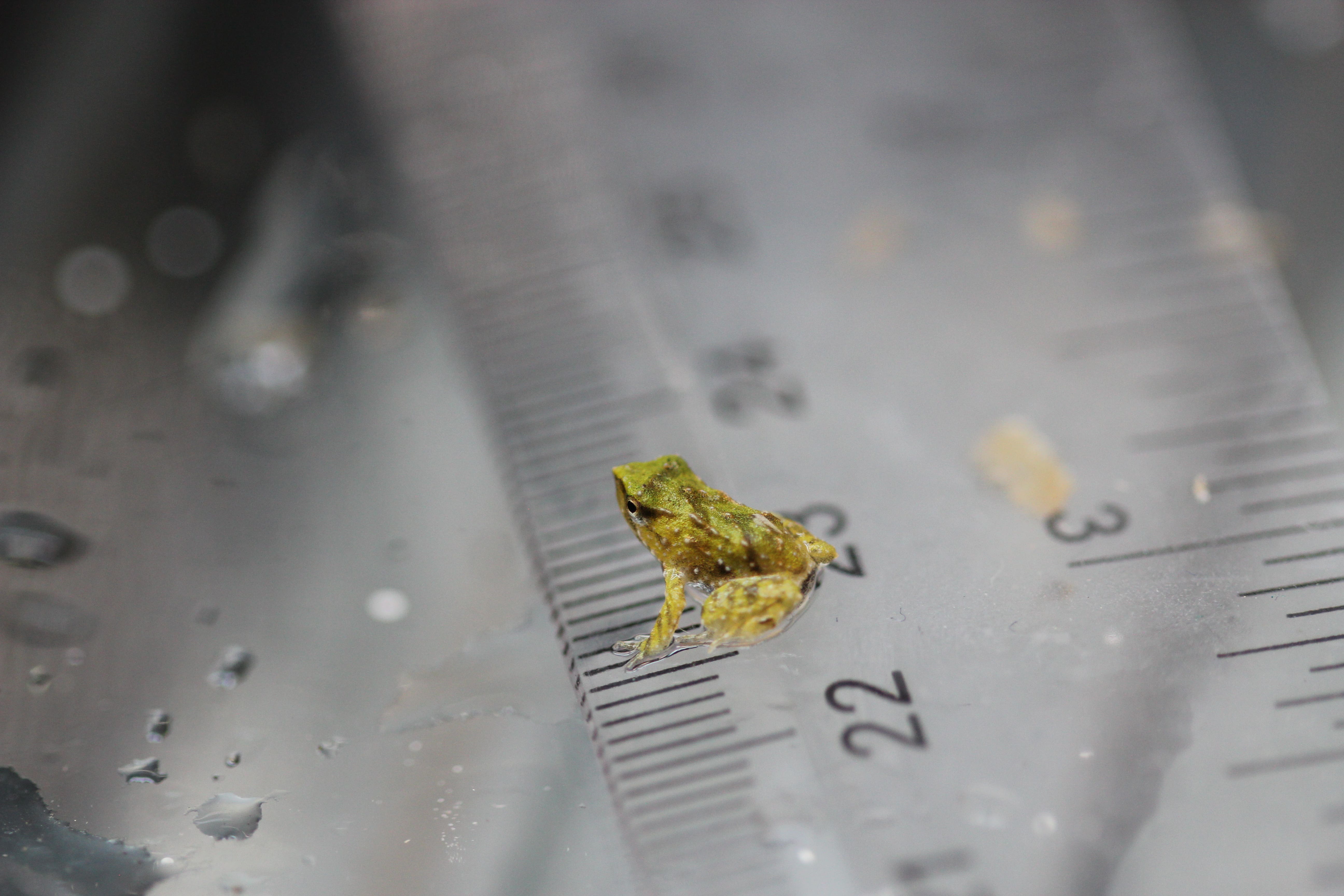 A newborn Darwin’s frog on a ruler at London Zoo (Joe Capon/ZSL)