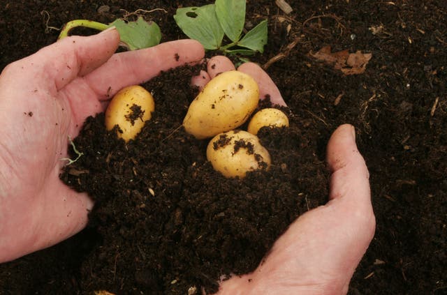 <p>There are simple steps to take to grow your own potatoes</p>
