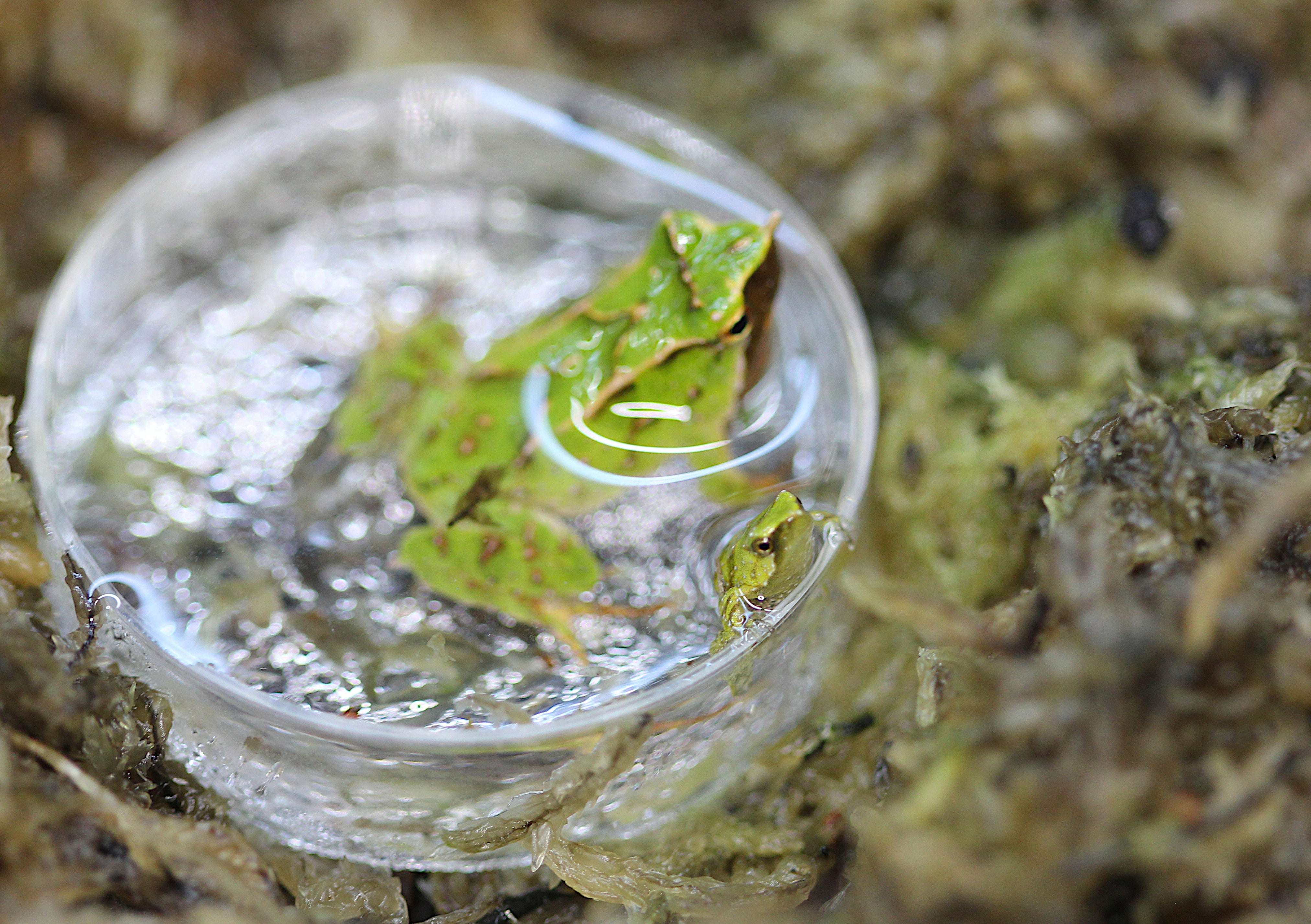 A froglet at the London Zoo