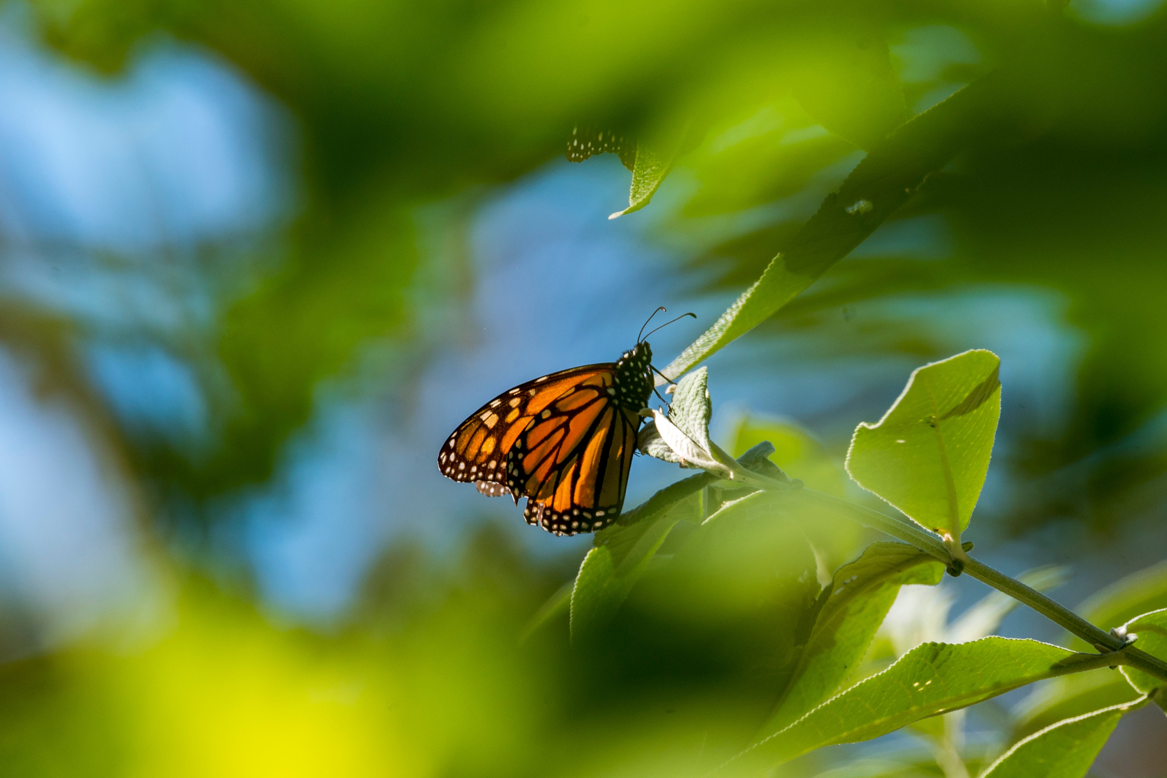 US Endangered Monarch Butterflies