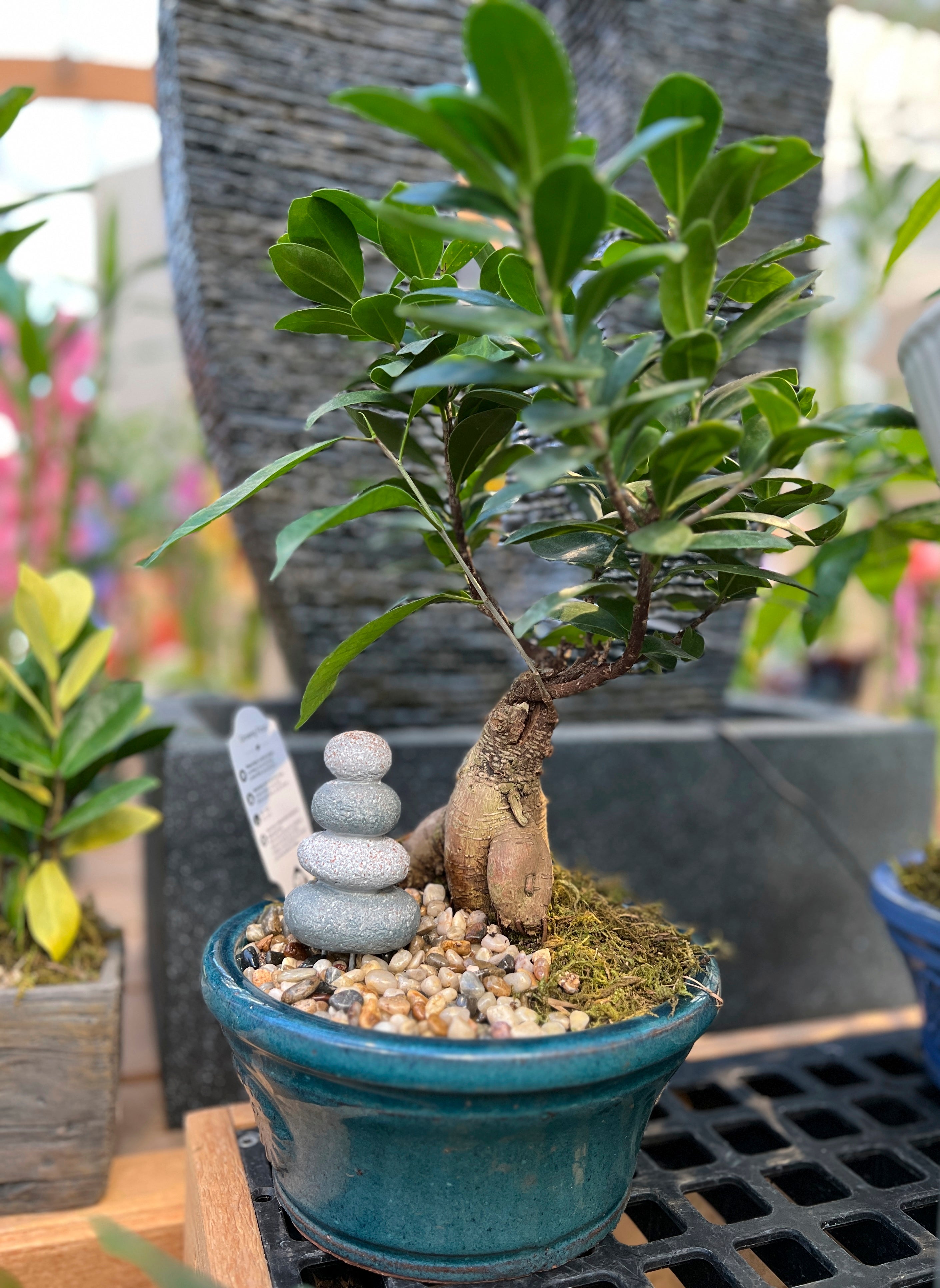 Gardening Bonsai