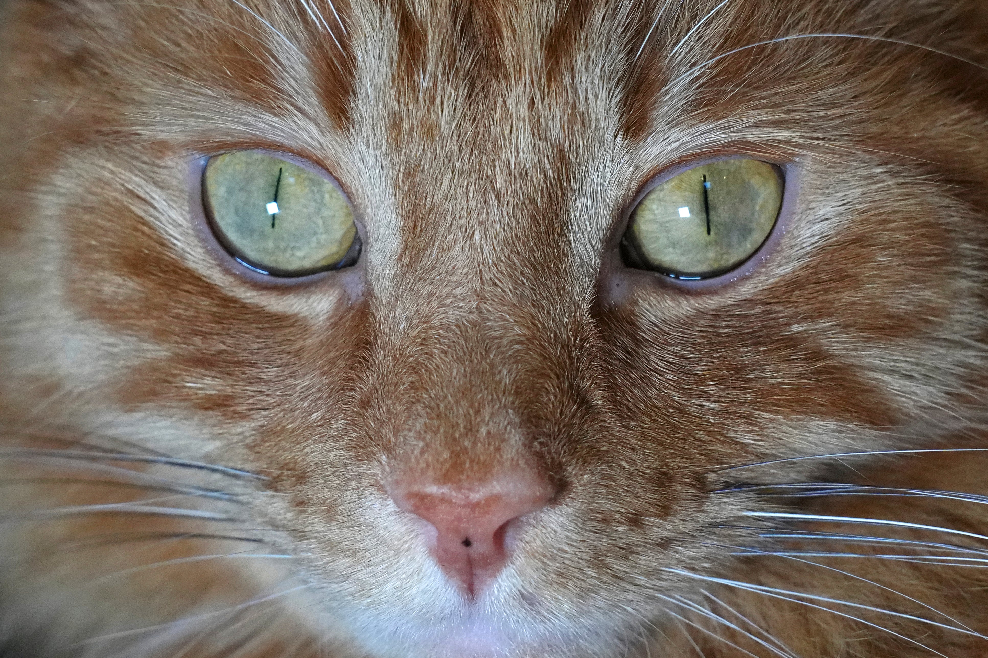 Britain Cat Controversy