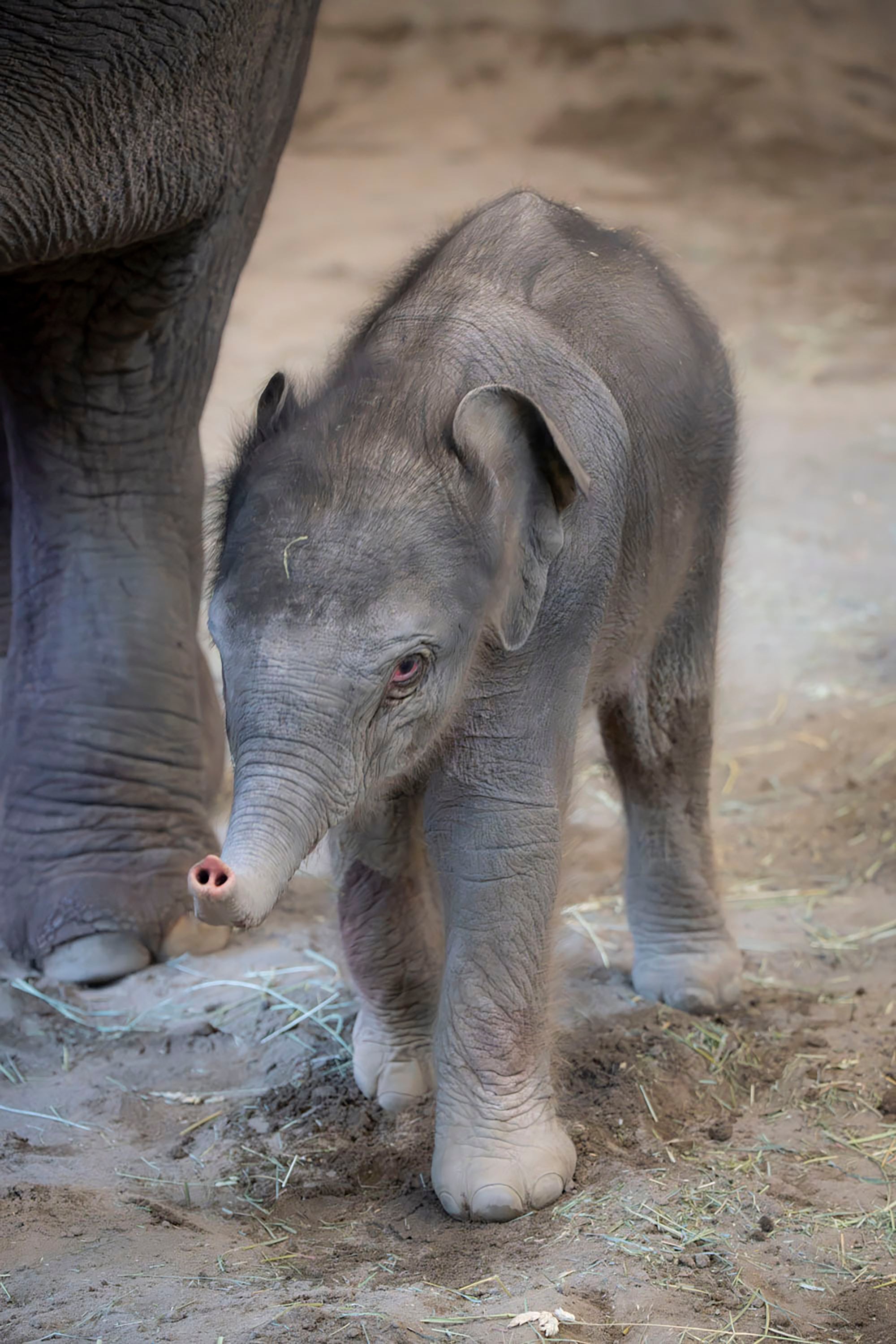 Baby Elephant-Oregon-Zoo