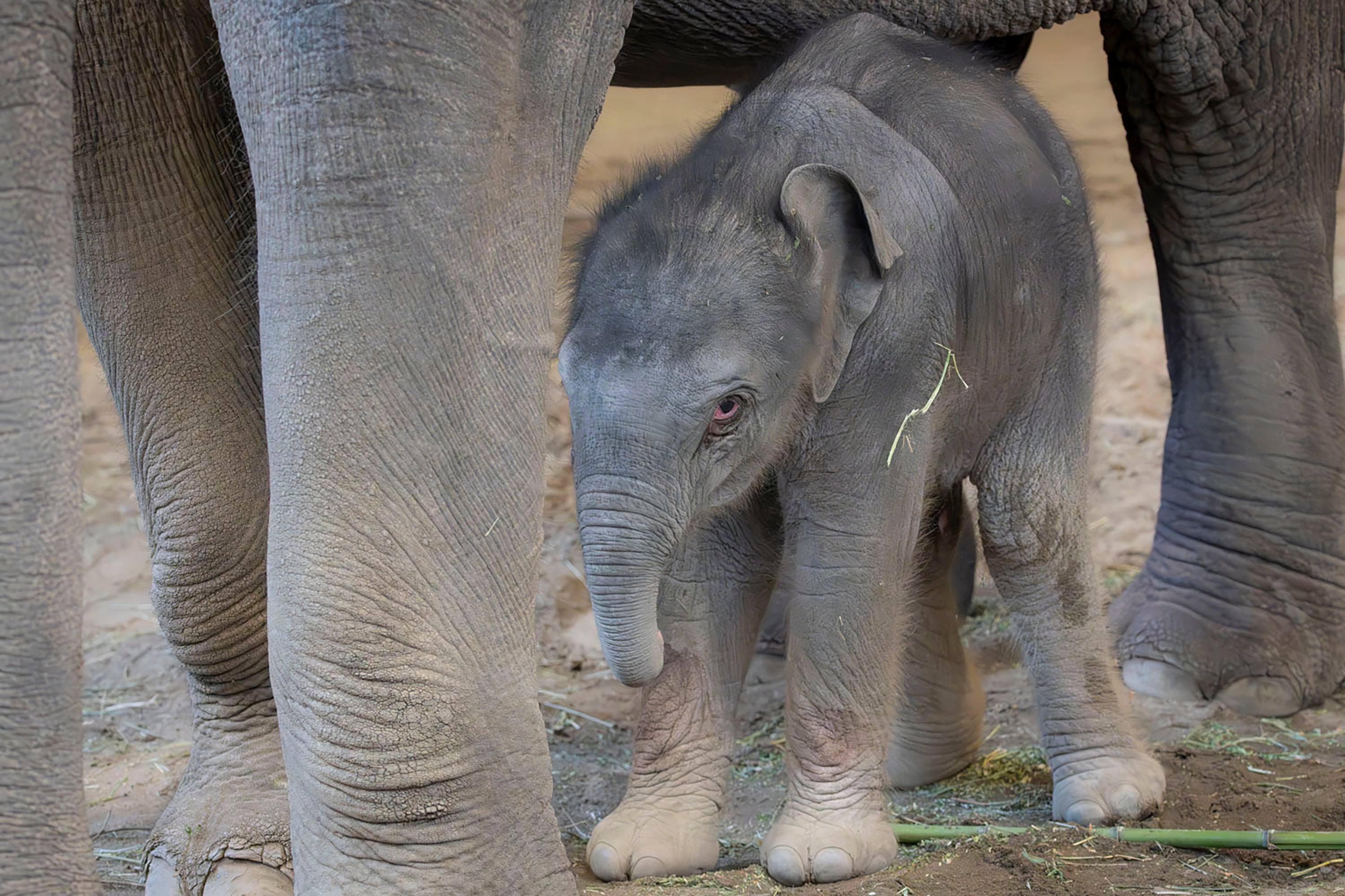 Baby Elephant-Oregon-Zoo