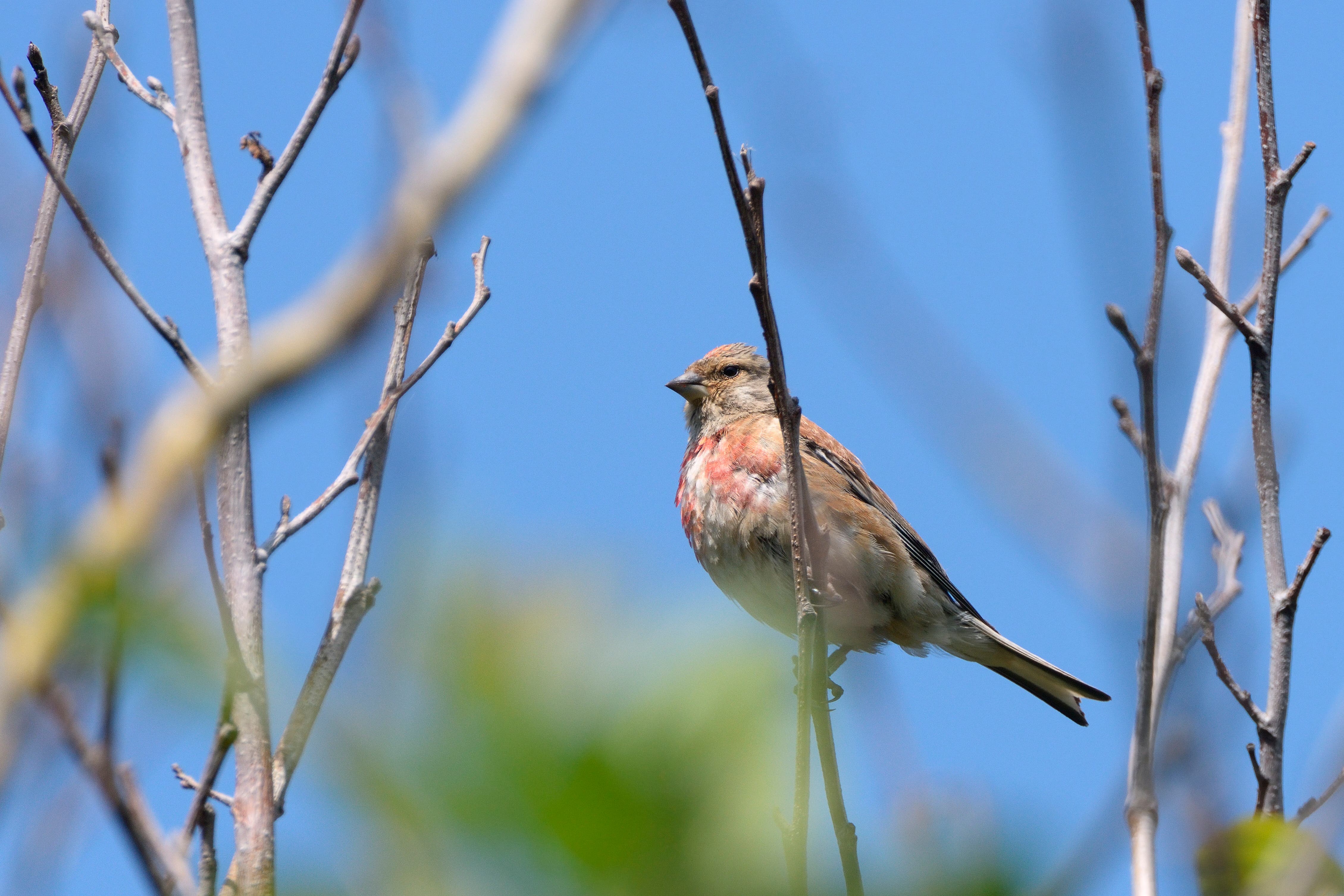 The wood pasture scheme aims to benefit birds such as linnets (Nick Upton/National Trust/PA)