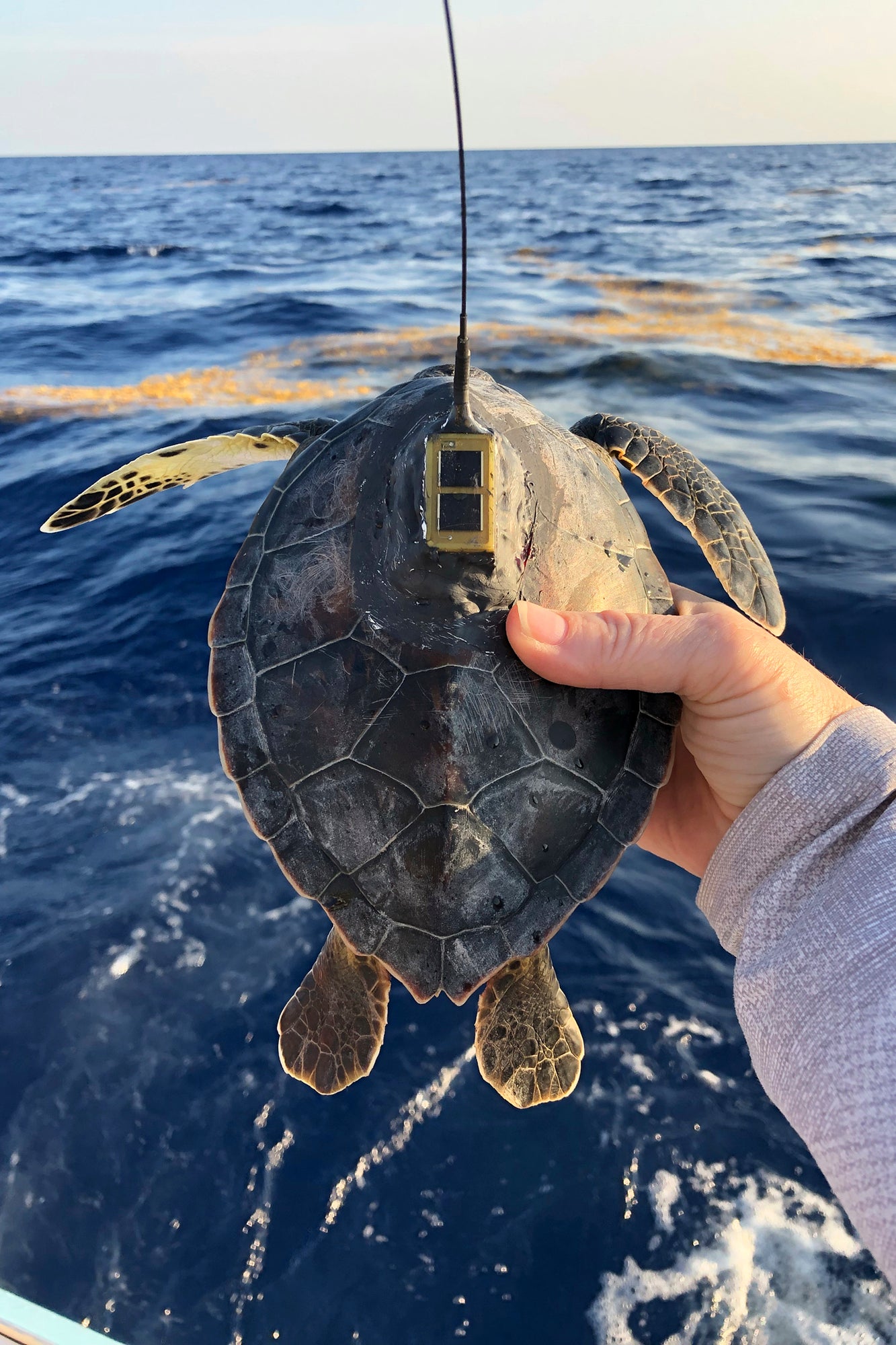 A young green sea turtle with a satellite tag before release offshore
