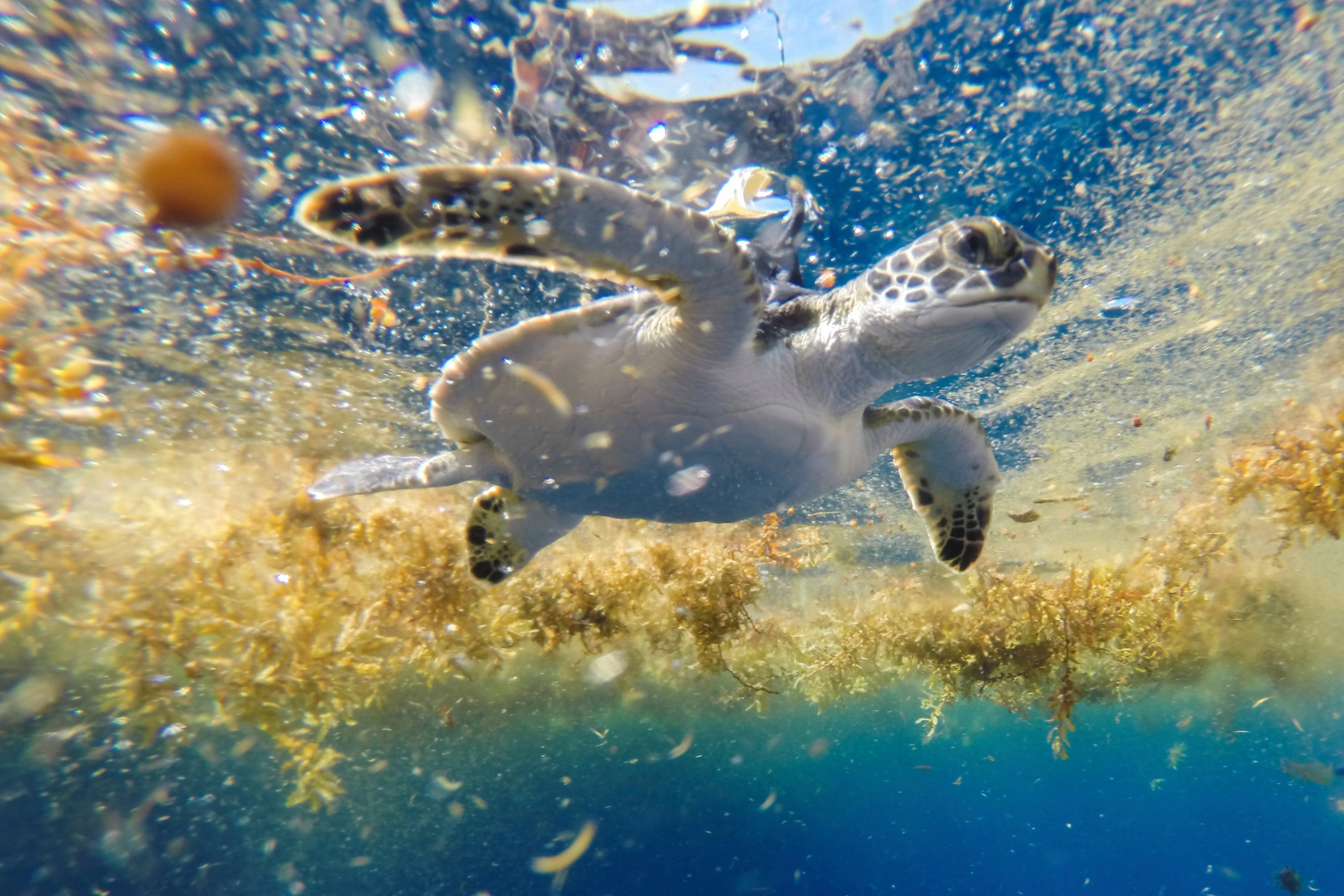 A young green sea turtle released with a satellite tag swimming in sargassum seaweed offshore