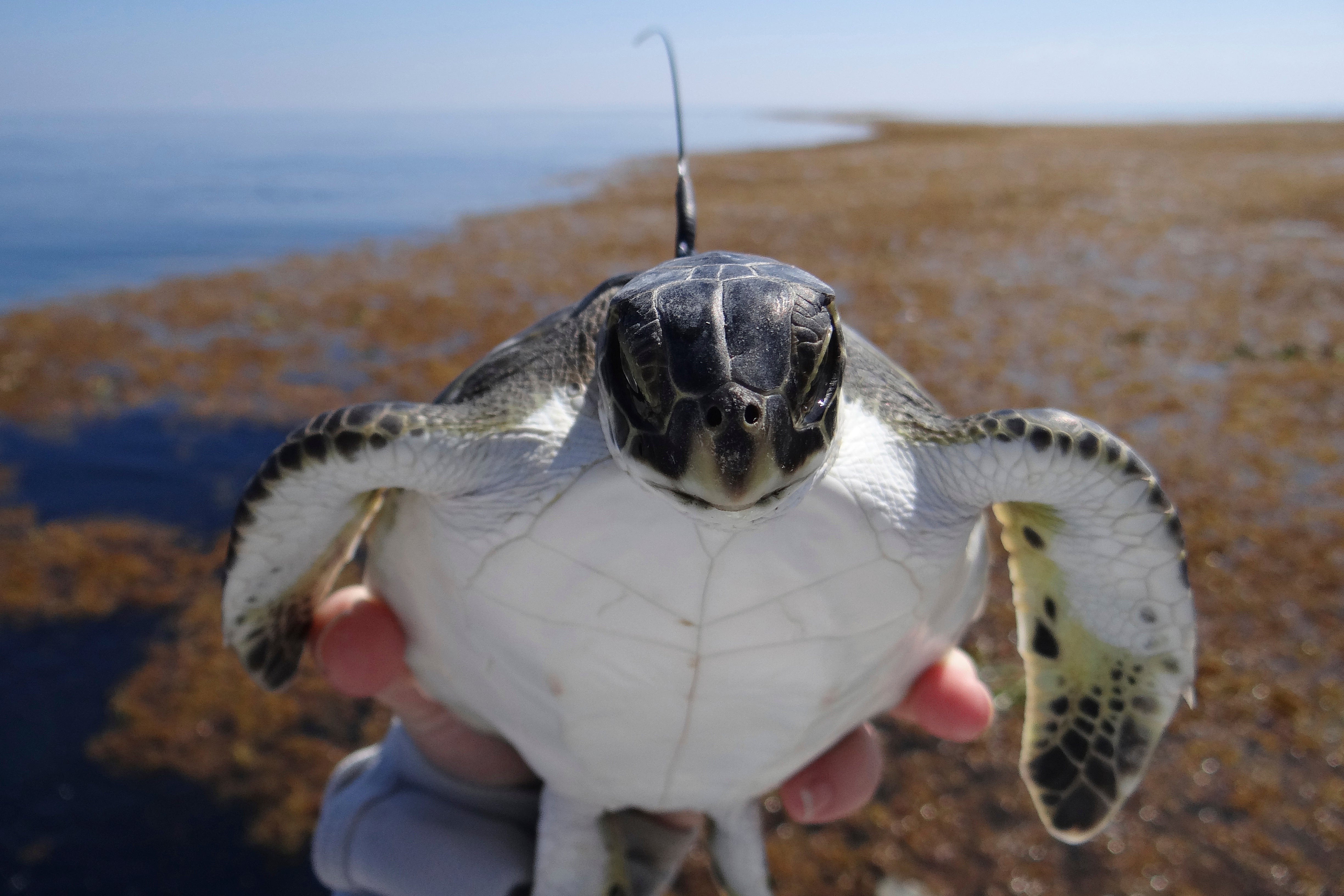 A young green sea turtle with a satellite tag before release offshore
