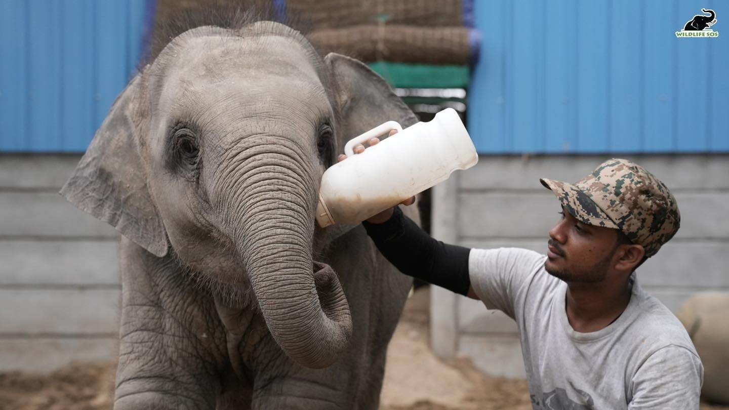 Bani drinks her milk with the help of her caregiver