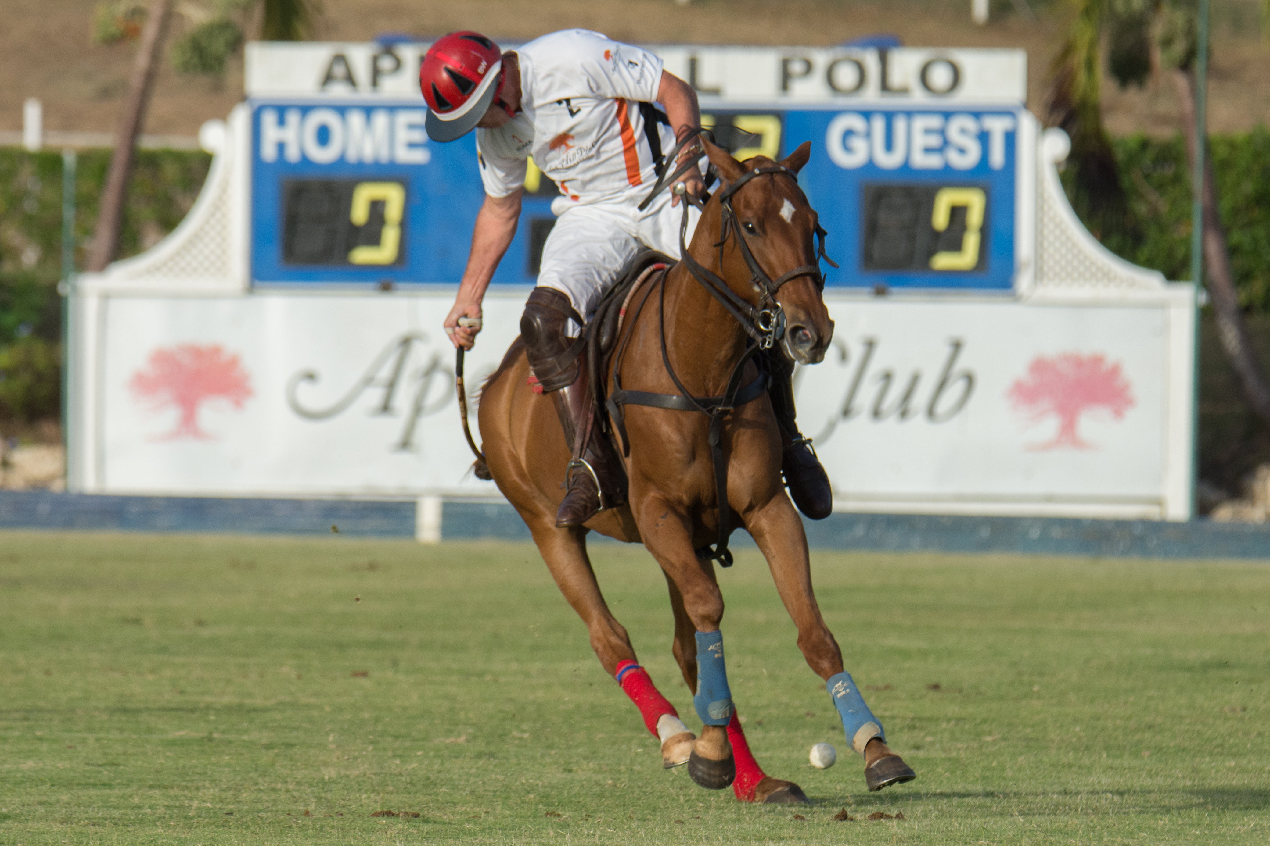 Enjoy a whole day out at the polo, where you can watch matches and dine on delicious cuisine