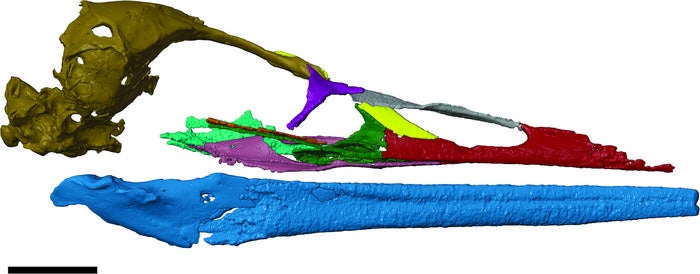 A digital reconstruction of 69 million-year-old Vegavis iaai shows its long beak. The bird’s features are what set it apart from modern day waterfowl