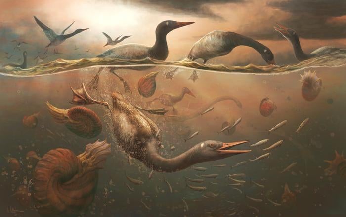 In this illustration, the Late Cretaceous Vegavis iaai dives for fish off the coast of the Antarctic peninsula. Scientists have found a fossil belonging to what scientists say is the oldest known modern bird