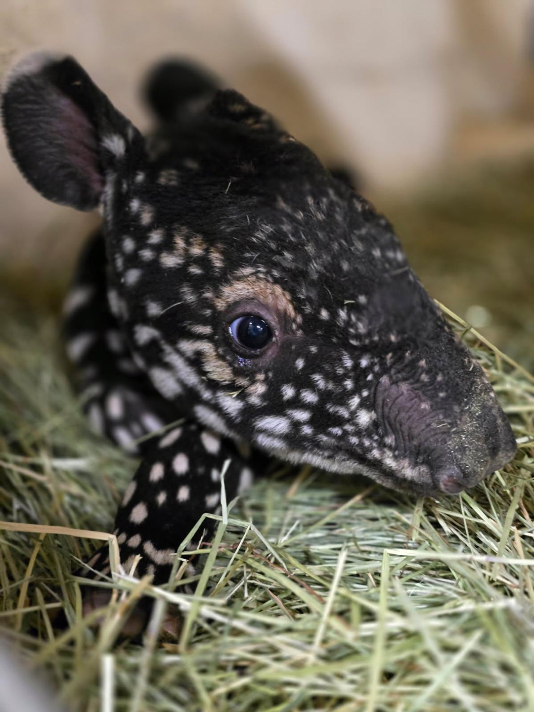 An endangered Malayan tapir calf was just born at Washington’s Point Defiance Zoo and Aquarium. The baby marks the second birth in more than a century at the zoo