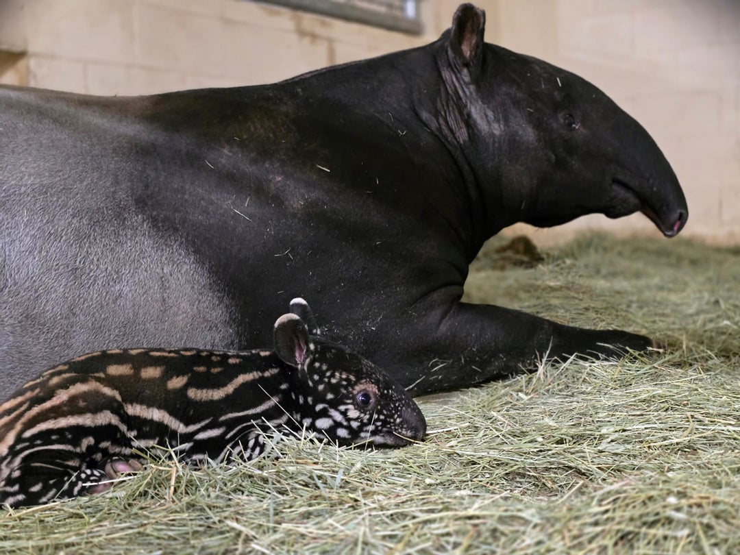 The tapir baby will stay with Yuna for as long as a year-and-a-half. Veterinarians said the baby was healthy