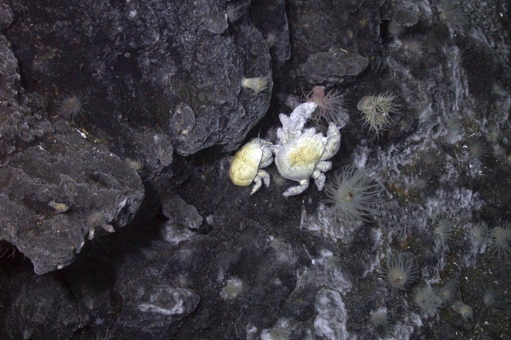 A female (left) and male ‘Hoff crab’ (Dr Nicolai Roterman/University of Portsmouth/PA)