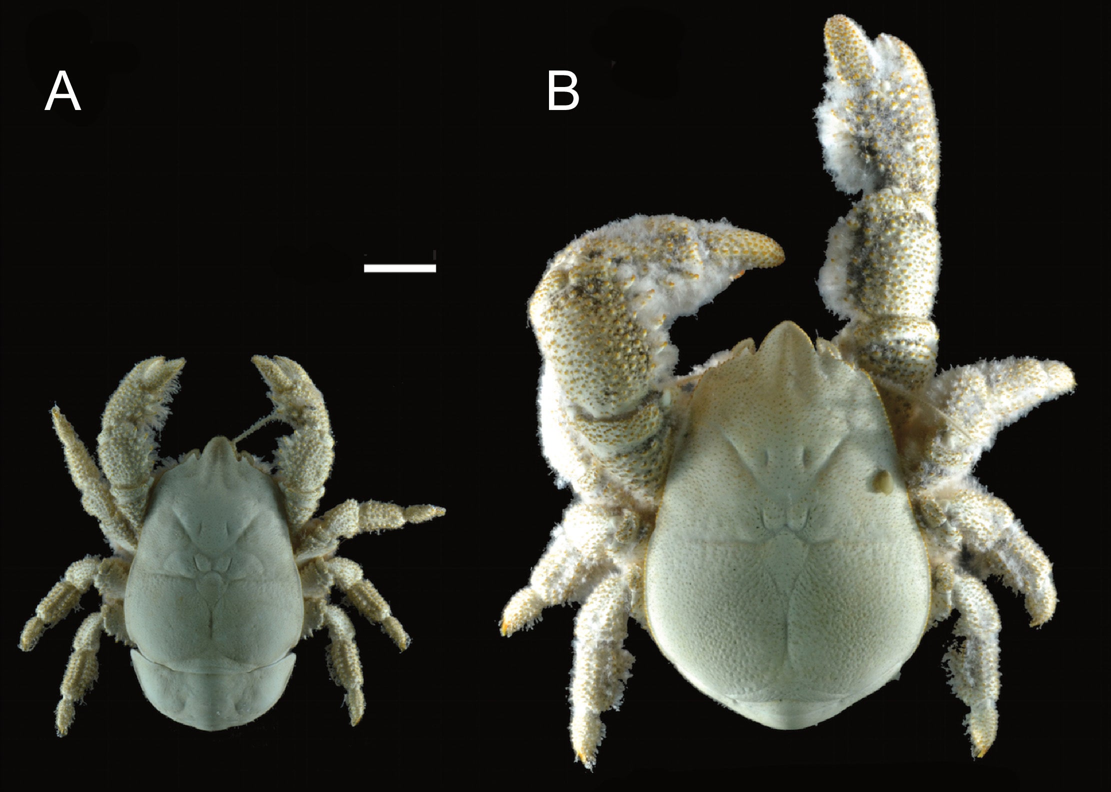 A comparison of the female (left) and male ‘Hoff crab’ (University of Portsmouth/PA)