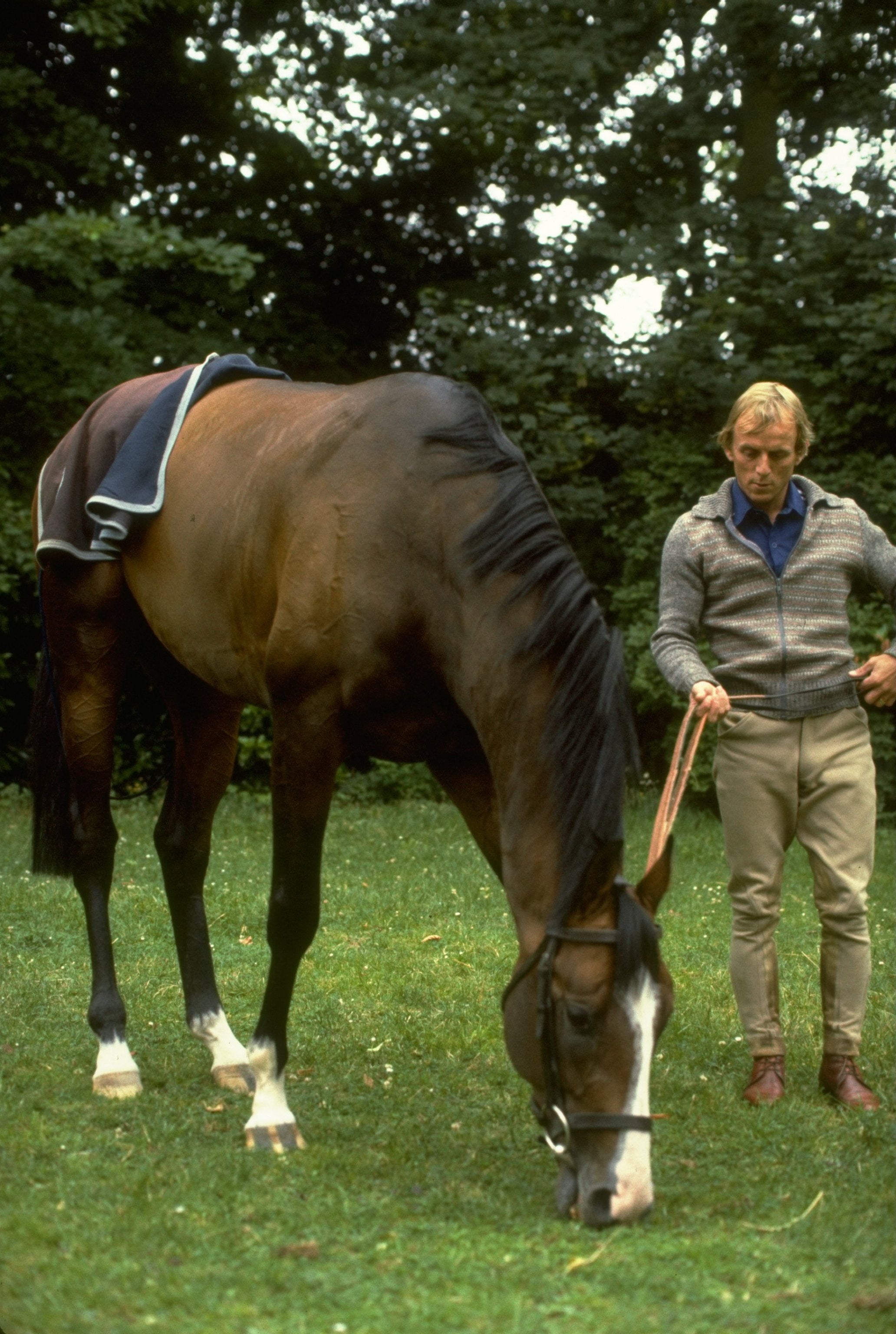 Shergar grazes in a field in England