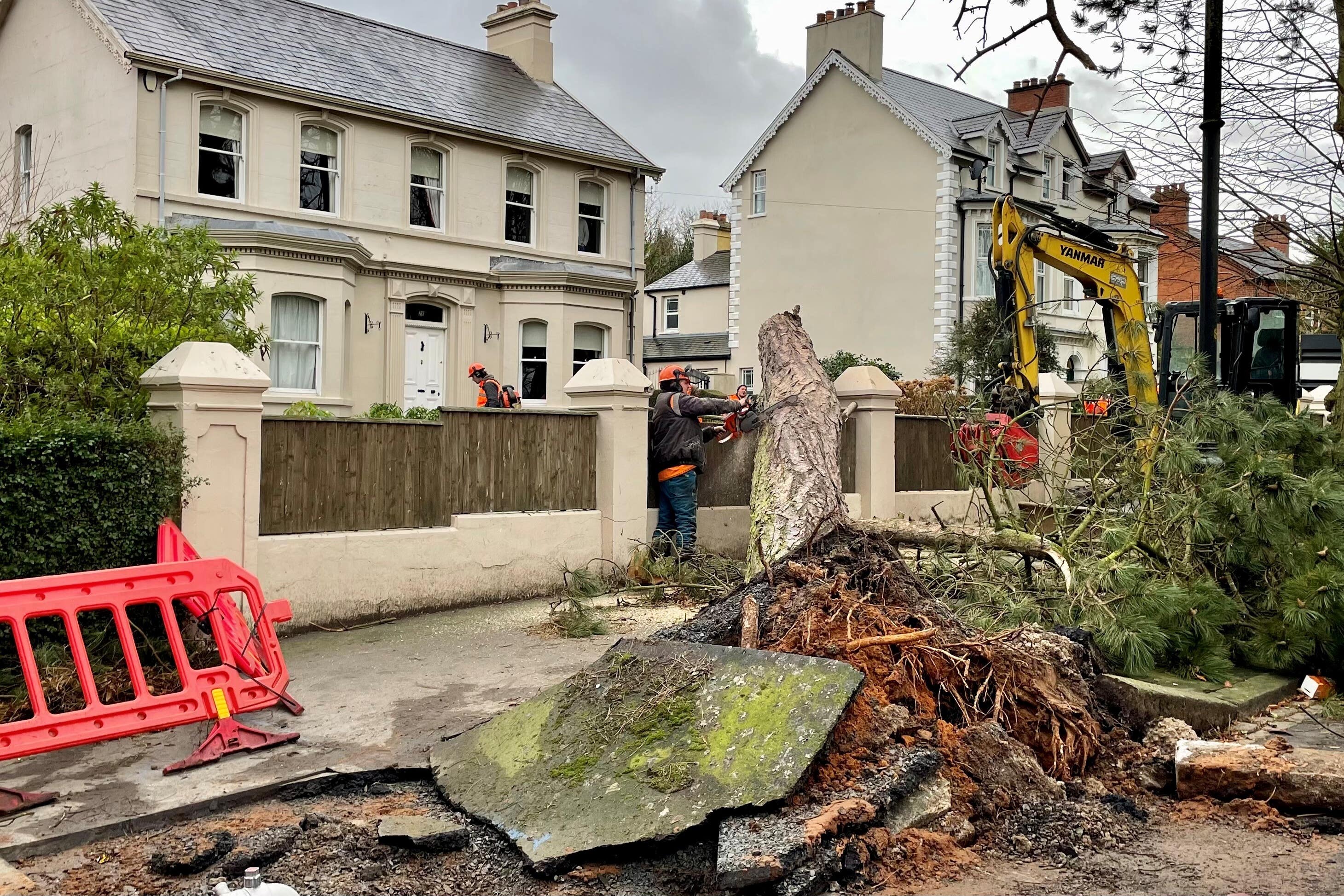 Tree removal work on Cyprus Avenue in east Belfast after damage caused by Storm Eowyn