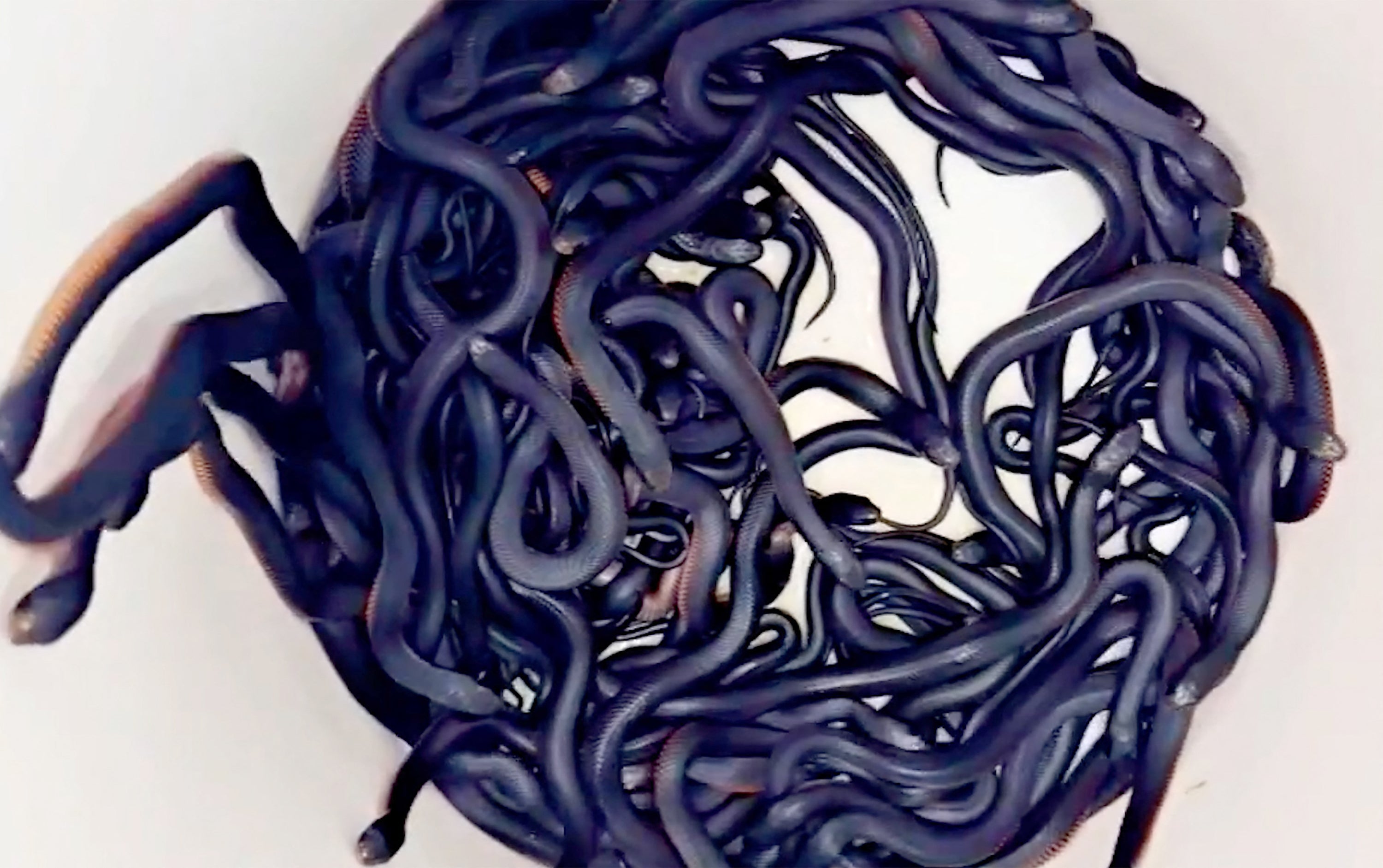 Dozens of deadly red-bellied black snakes found in backyard of Sydney home