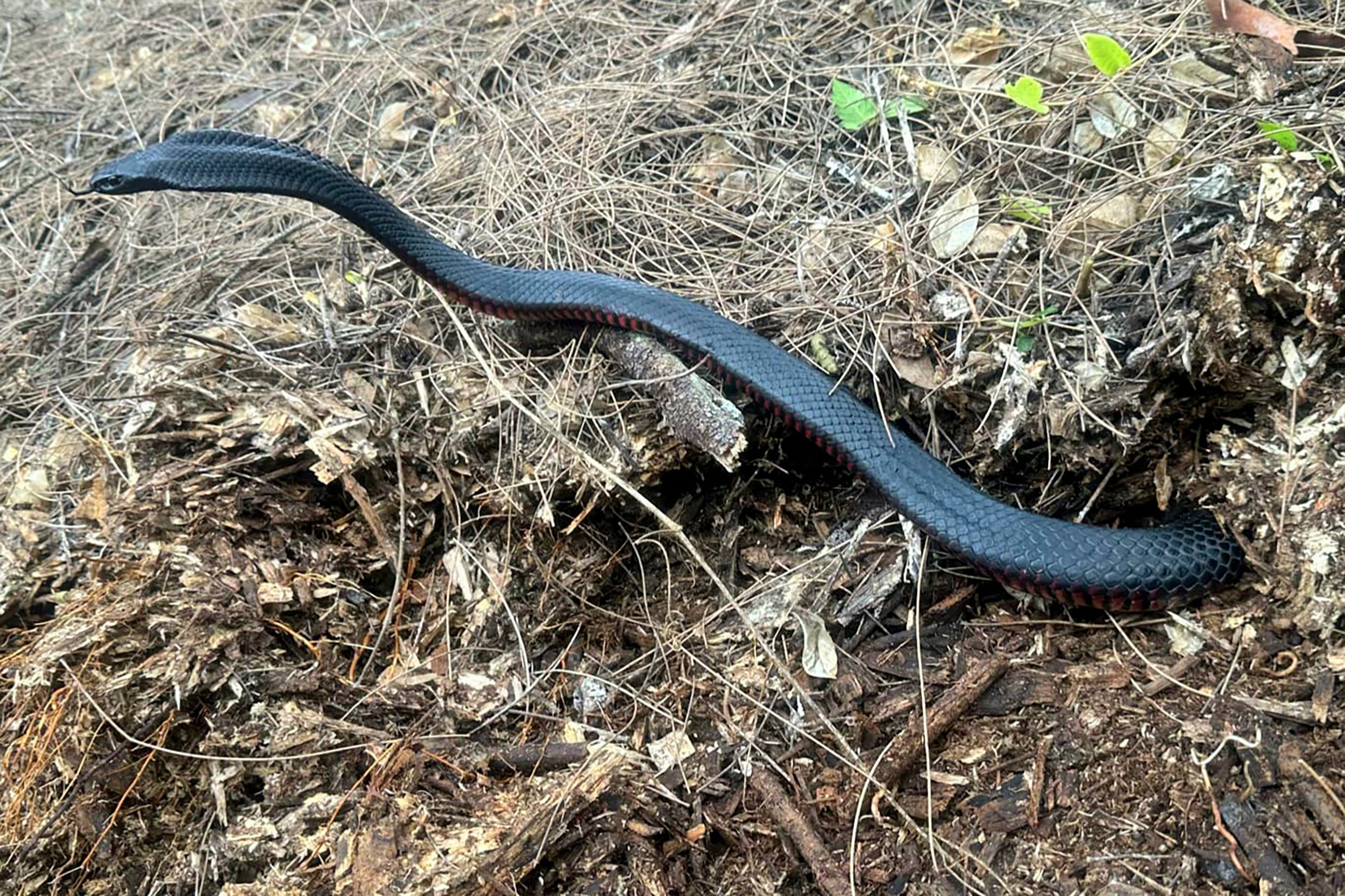 A red-bellied black snake slithers from a mulch pile before being caught