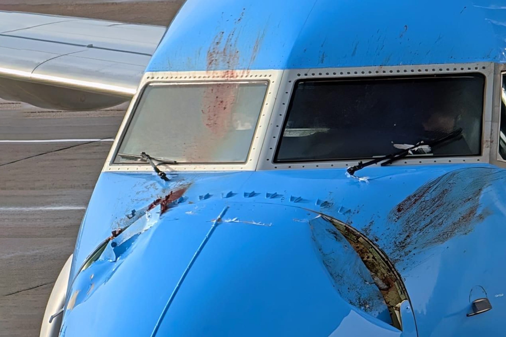 Traces of blood can be seen on the affected Tui plane