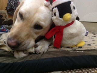 Daisy cuddles her toy penguin